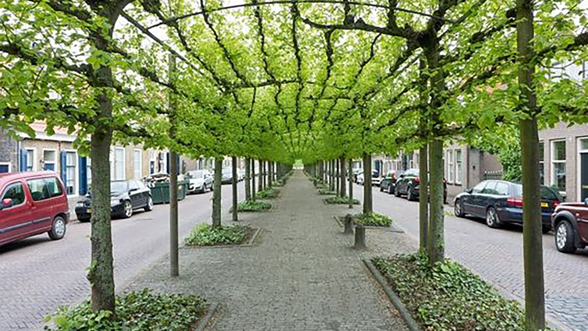 Street trees. Вертикальное Озеленение Берсо. Пергола озелененная. Зеленые насаждения в городе. Деревья для озеленения города.