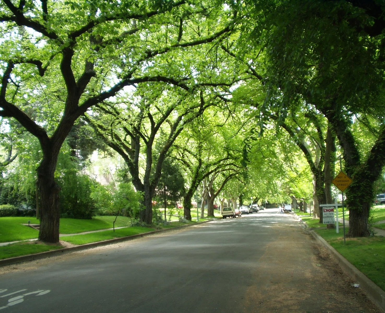 Street trees. Бульвар унтер-ден-Линден. Сакраменто аллея. Спринг стрит Нью-Йорк. Зеленые деревья в городе.