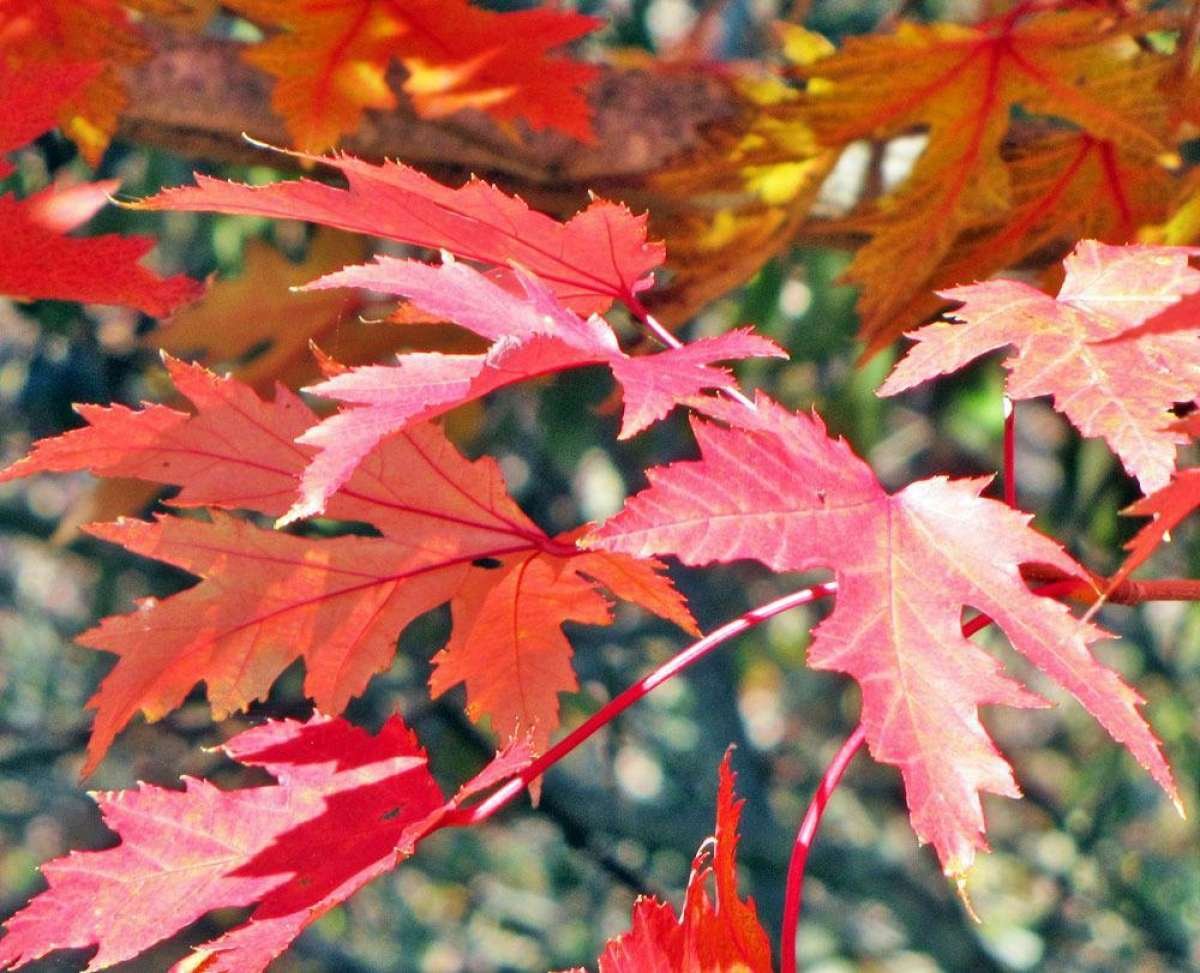 Maple. Клён друммонди. Клён красный друммонди. Листья клен Acer rubrum. Клен rubrum Karpick.