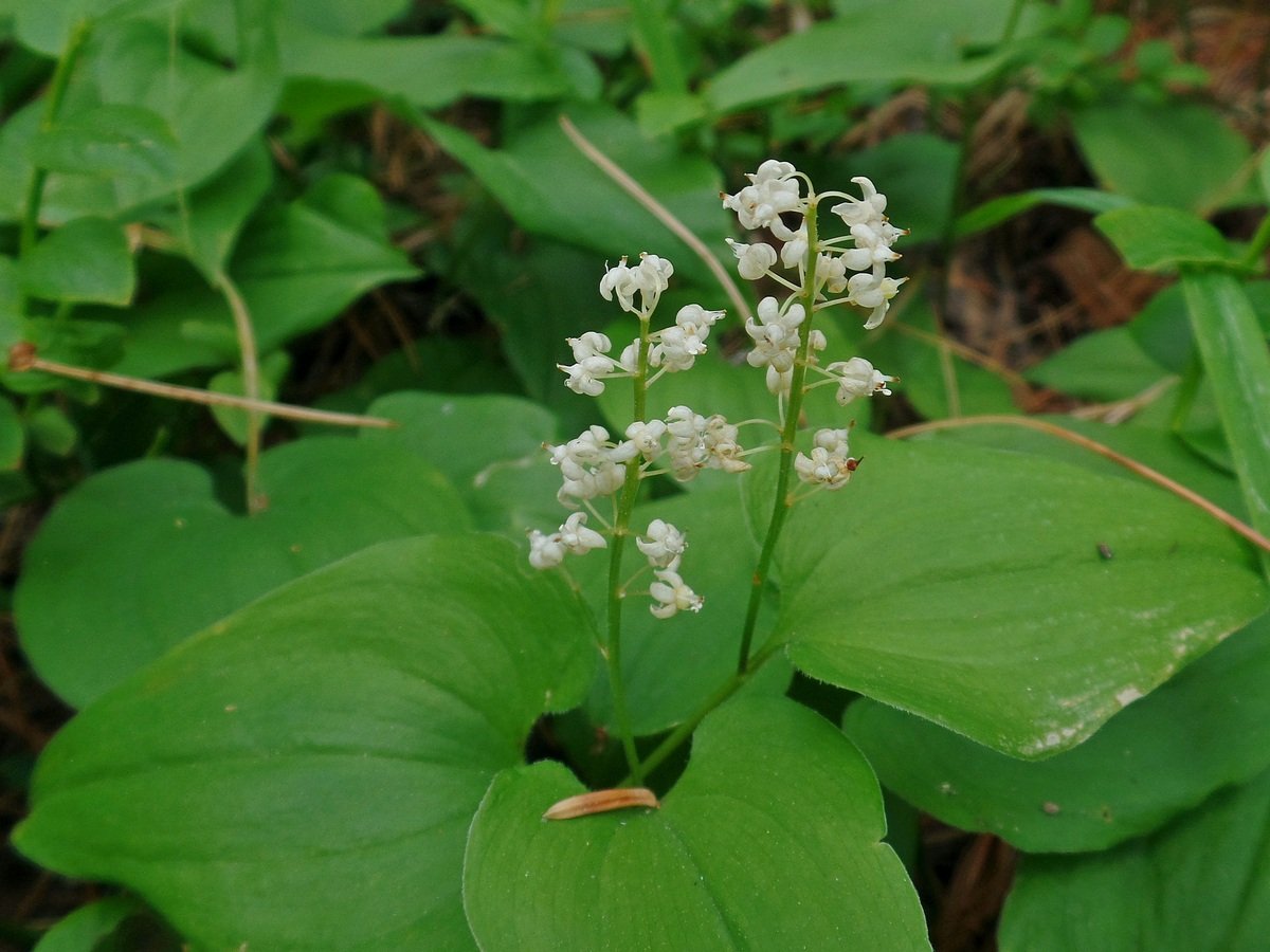 Майник теневыносливое растение. Майник двулистный. Майник двулистный Maianthemum bifolium. Трава Майник. Майник канадский.