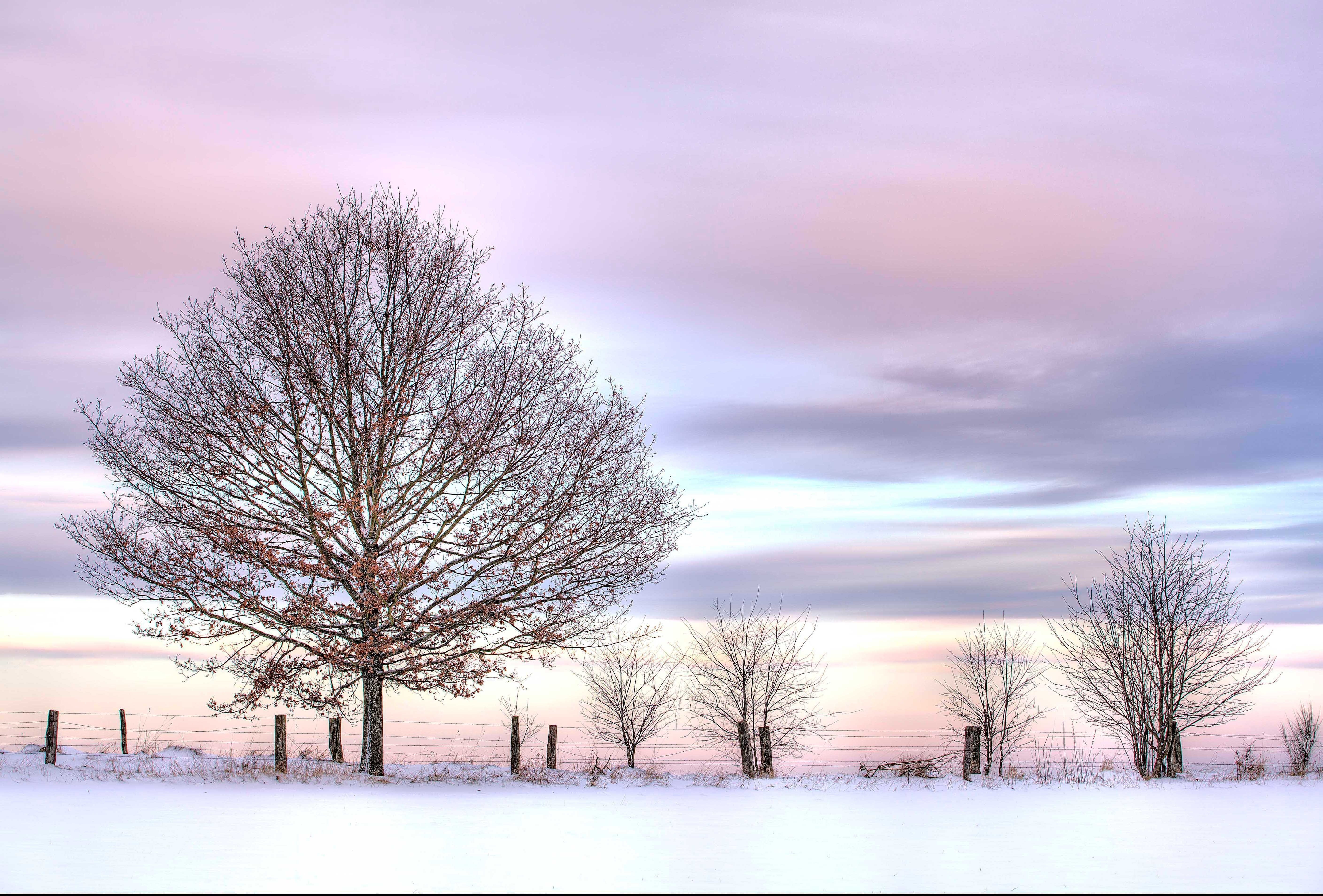 Снег на ветках деревьев