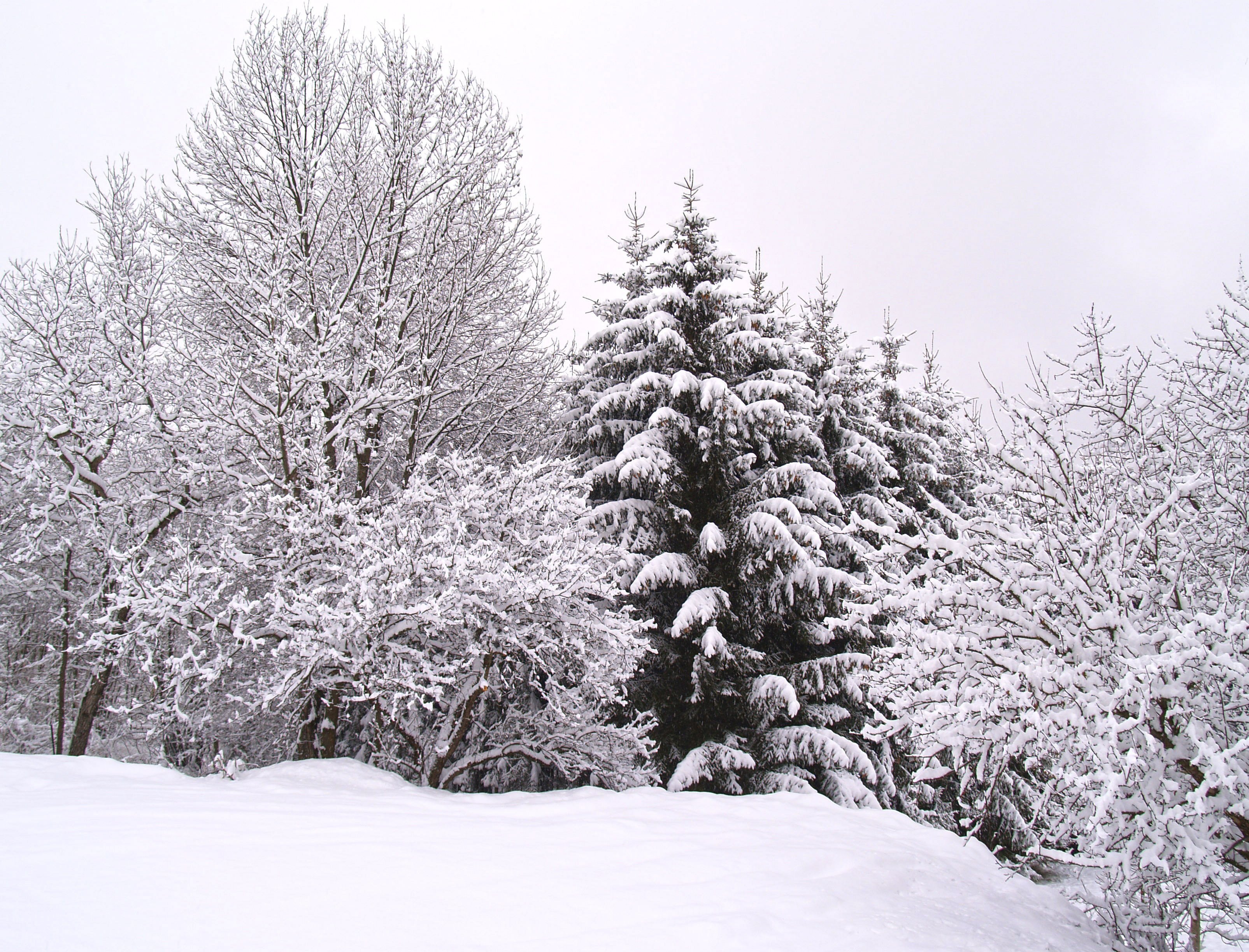 Снежок лесной. Зимний лес. Зимнее дерево. Снежные деревья. Лиственный лес зимой.