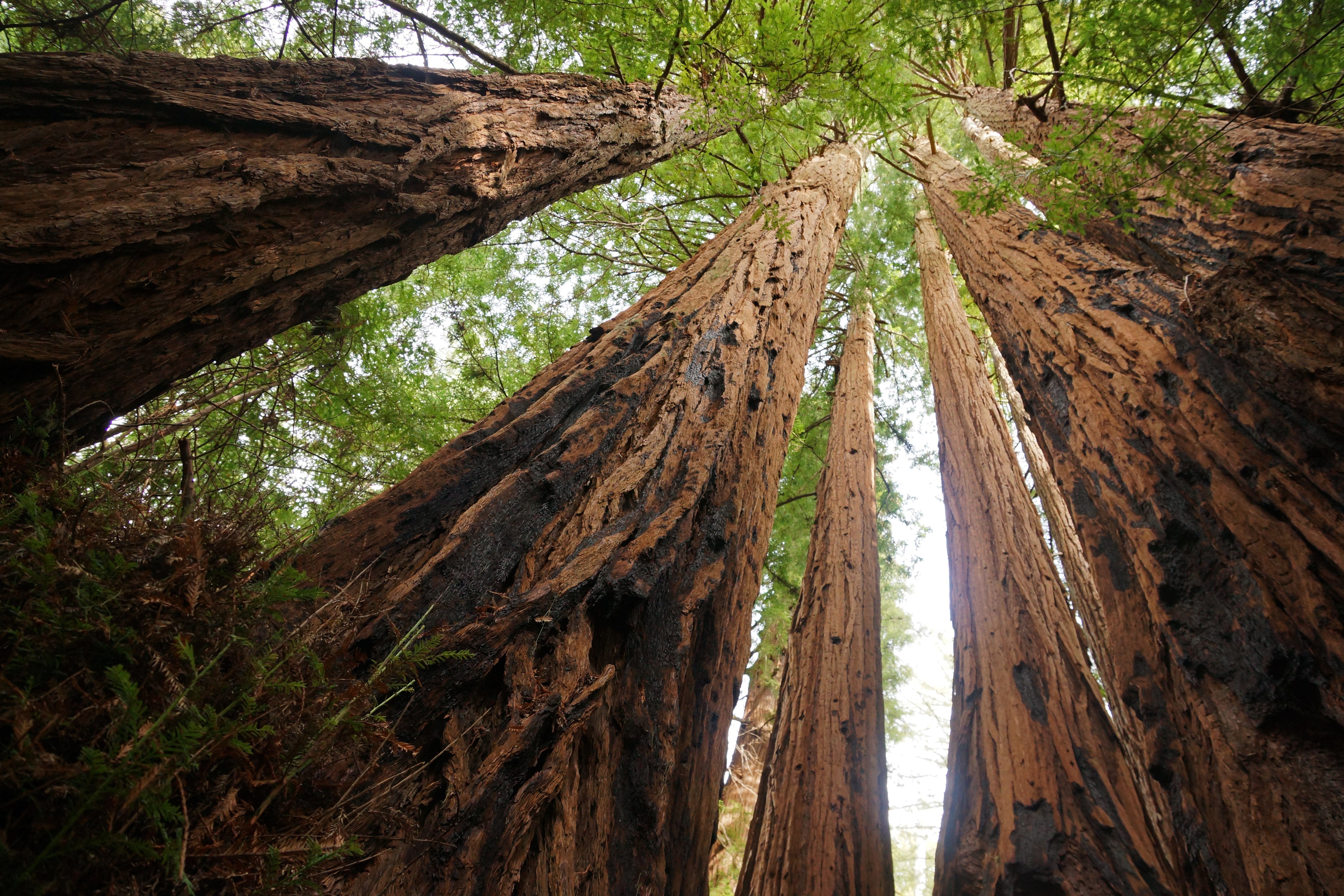 Площадь самого большого леса в мире. Секвойя парк. Секвойя дерево. Секвойя Редвуд. Парк Секвойя Калифорния.