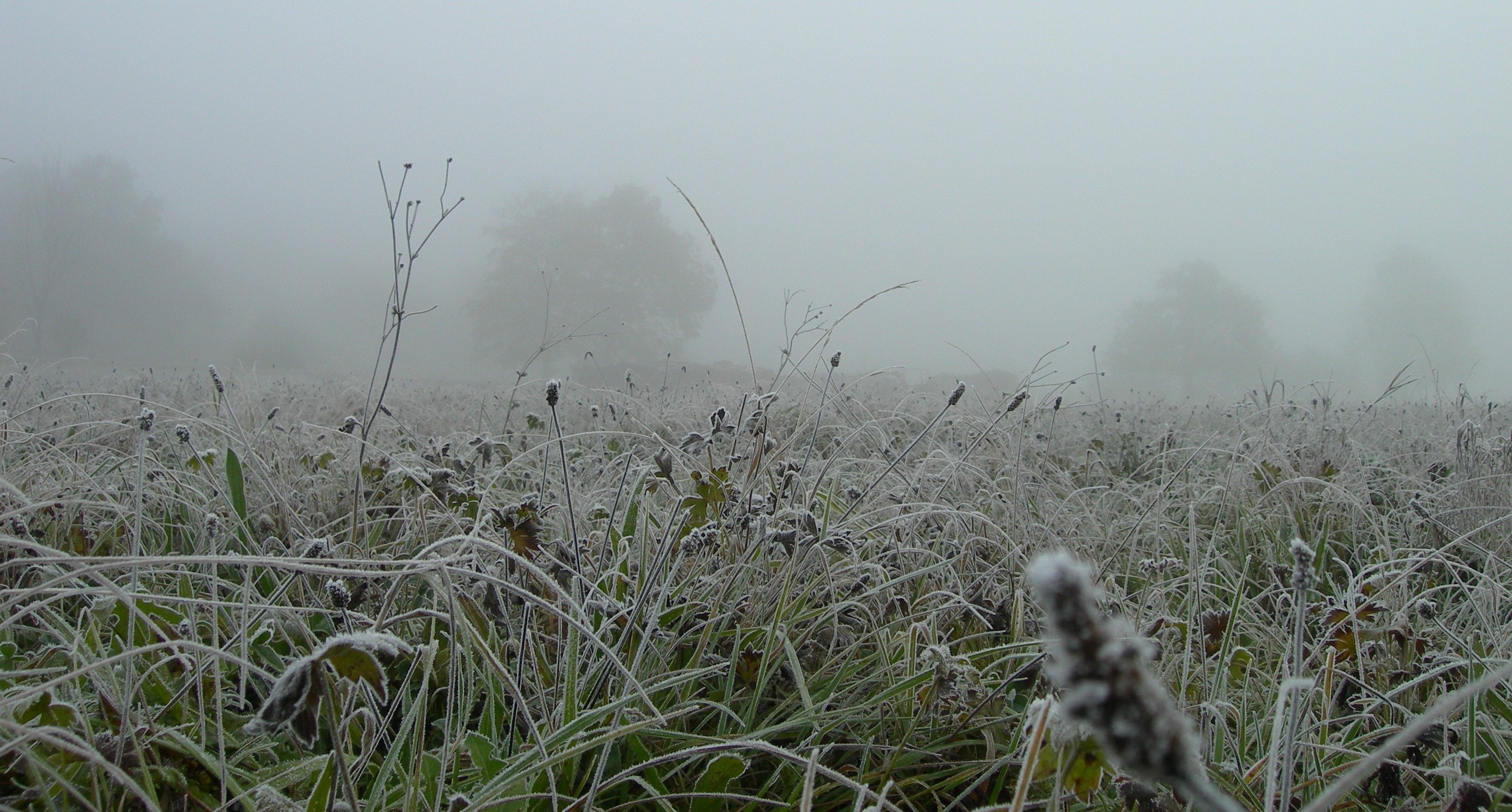 Голодный ветер. Поле в тумане. Луг туман. Туман над травой. Кусты в тумане.