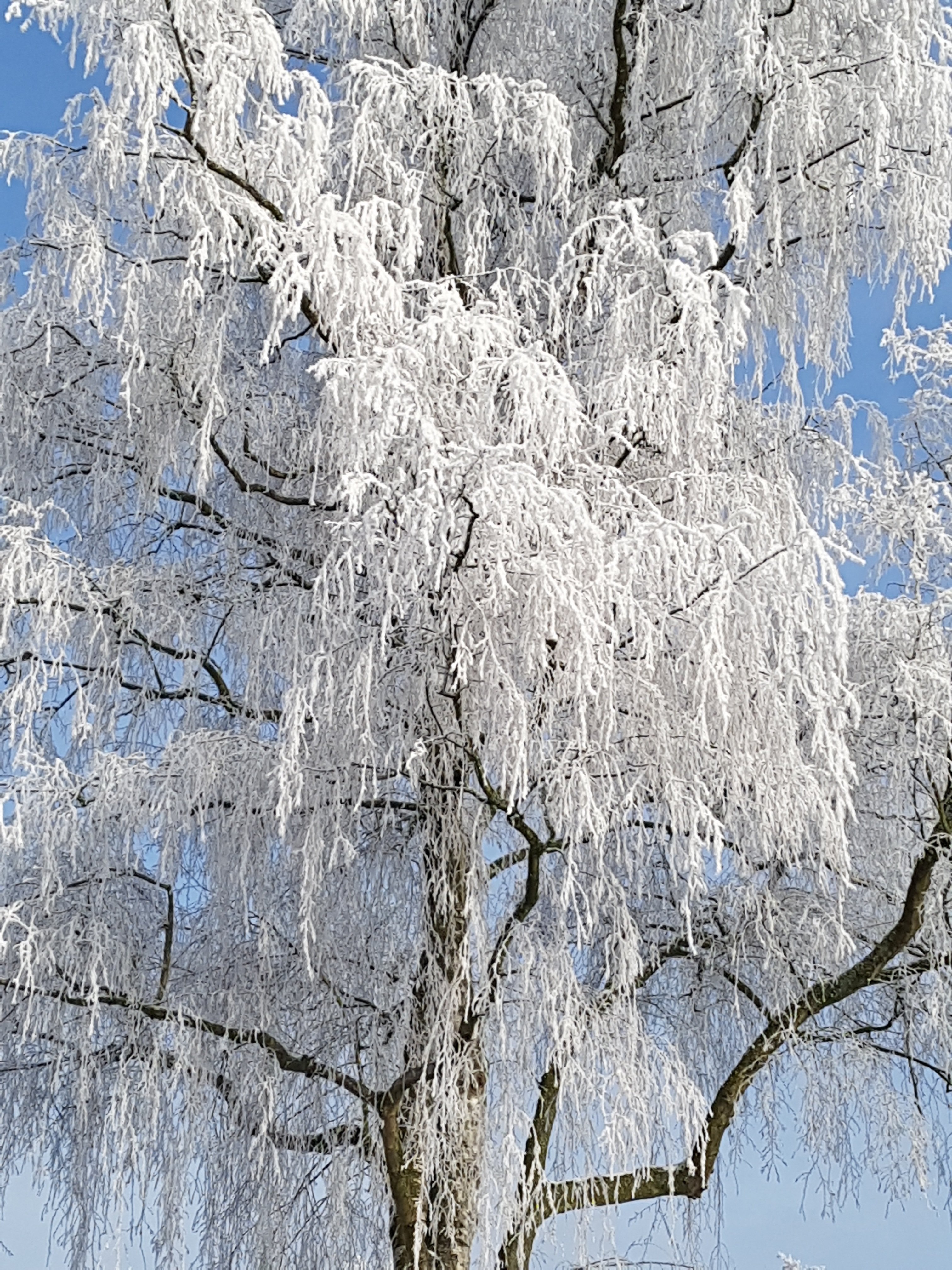Березки лед. Деревья в снегу. Иней на деревьях. Зимнее дерево. Зимняя береза.