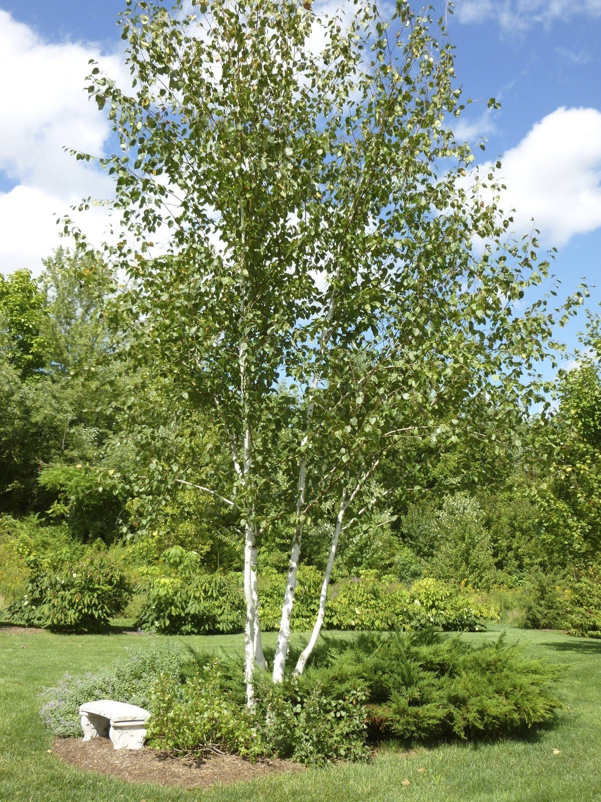 Betula. Береза Жакмана. Береза кустовая 