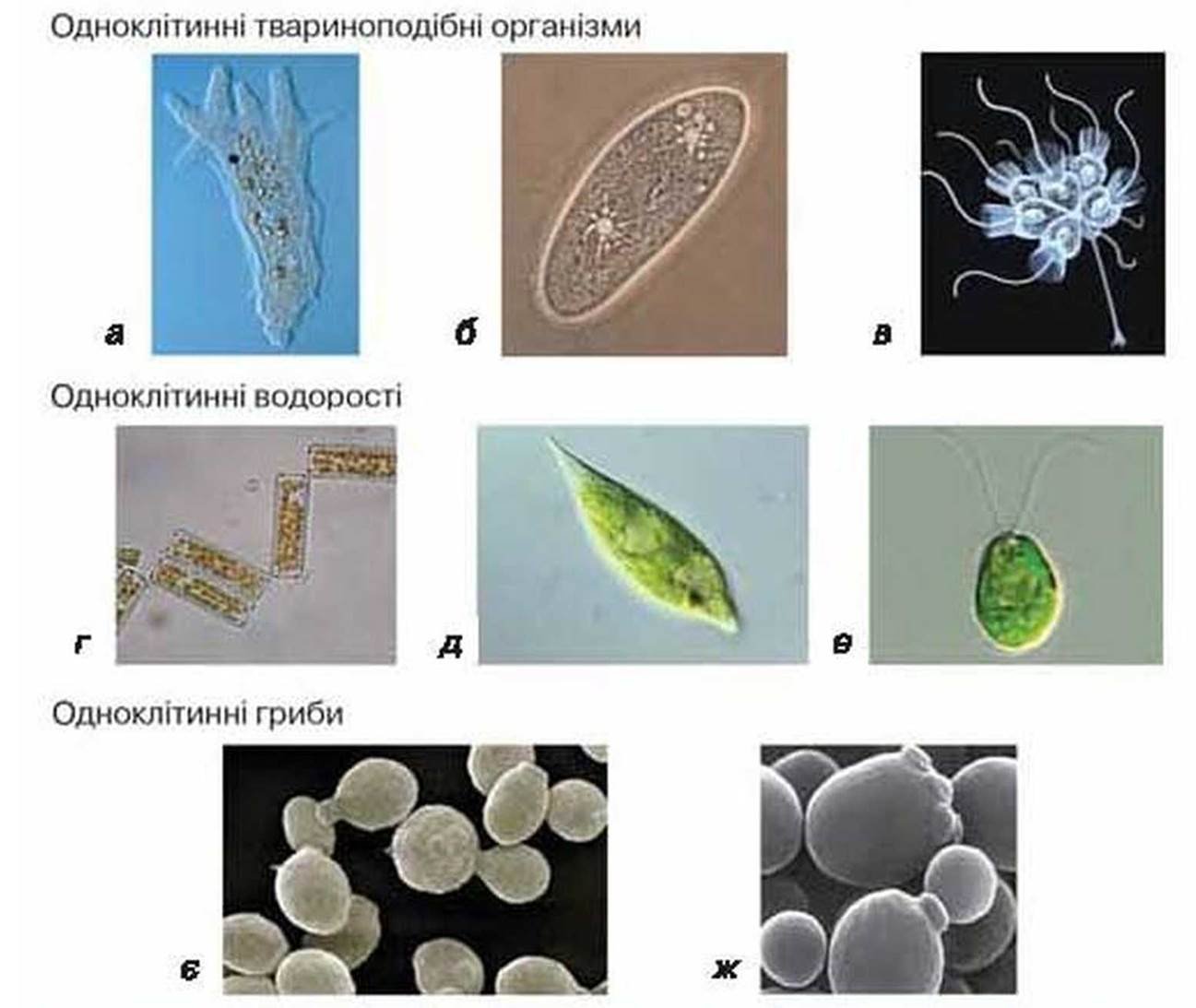 Бактерии эукариотические организмы. Биологическое разнообразие одноклеточных эукариот. Одноклеточные эукариоты примеры грибов. Одноклеточные и многоклеточные бактерии. Одноклеточные организмы.