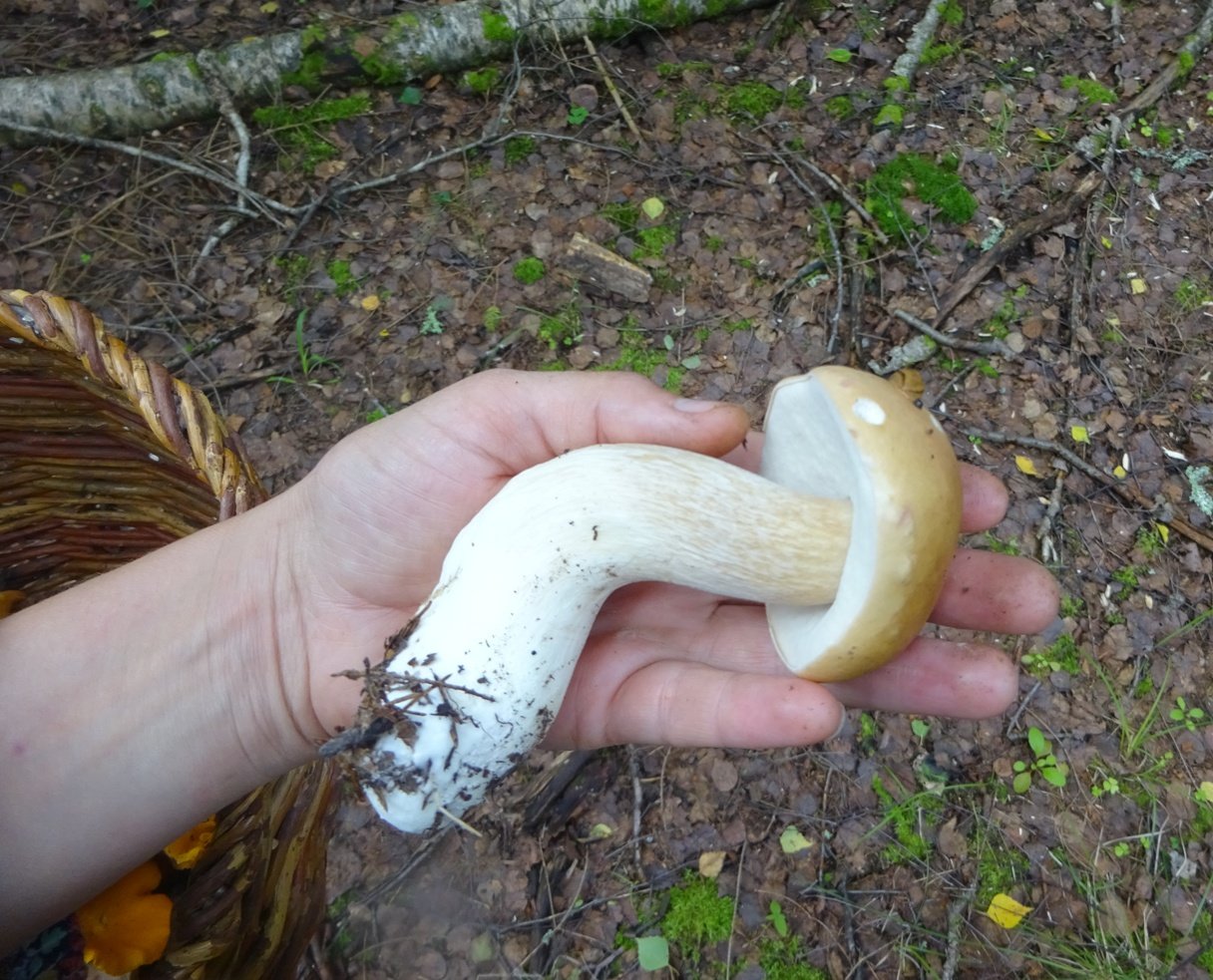 Белый гриб ложный