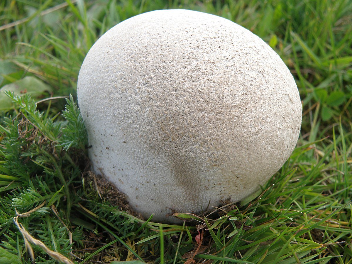 Чудо природы или съедобные грибы необычной формы и раскраски