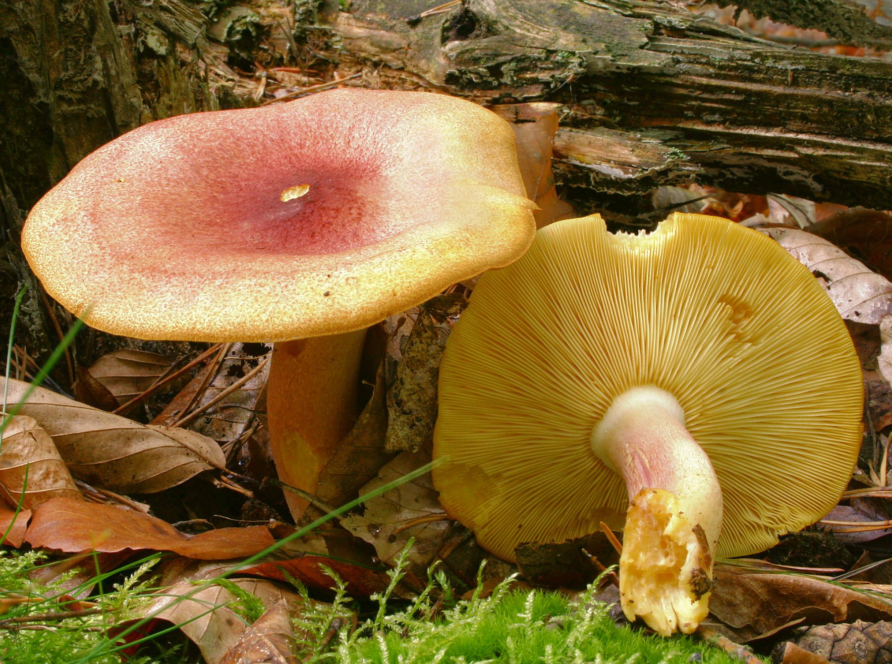 Большие пластинчатые грибы. Tricholomopsis rutilans. Гриб Трихоломопсис рутиланс. Сосновые опята. Рядовка желтая.