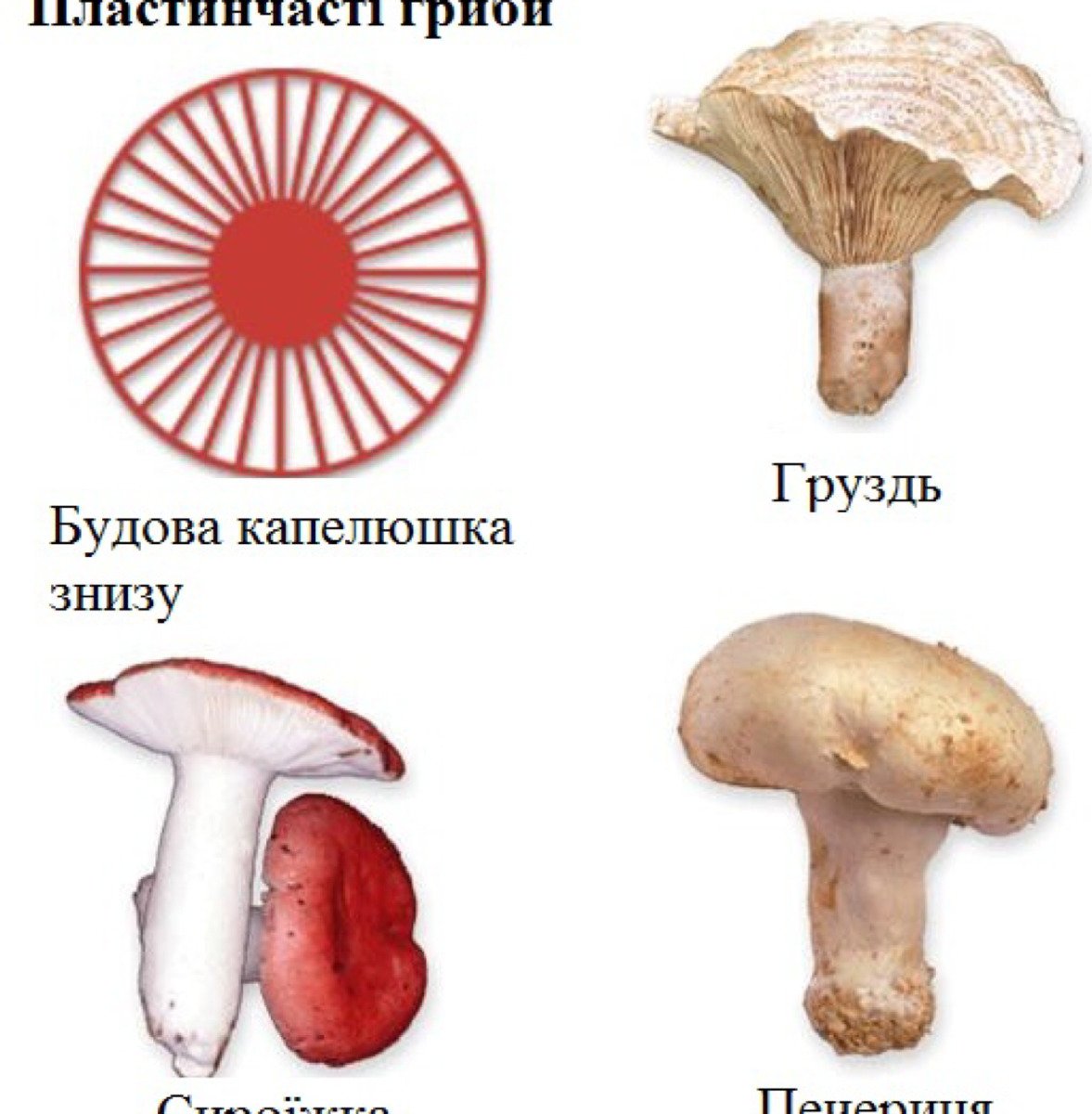 Семейство пластинчатые. Шампиньон пластинчатый гименофор. Пластинчатые грибы ядовитые. Трубчатые и пластинчатые грибы. Пластинчатые грибы примеры ядовитые.
