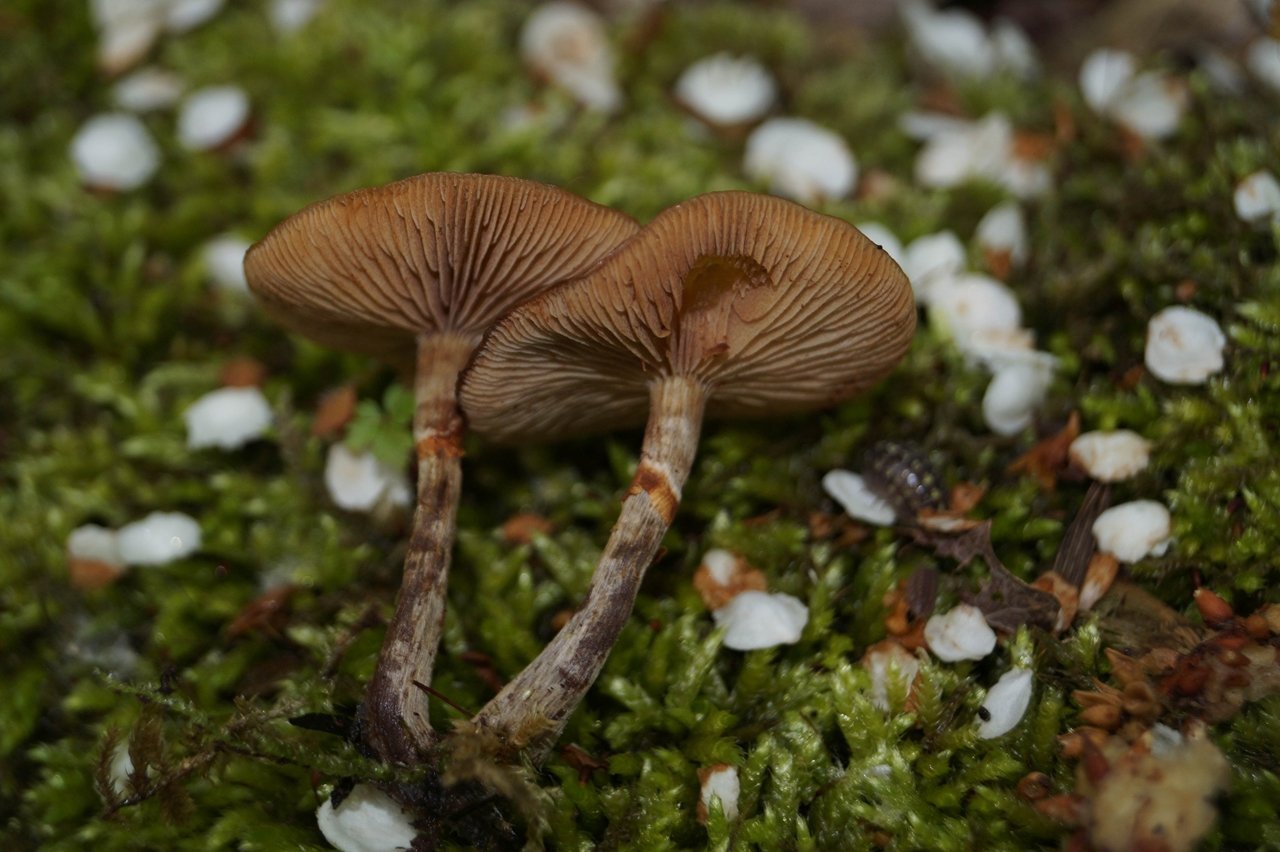 Паутинник ленивый Cortinarius Bolaris. Белые пластинчатые грибы. Пластинчатые съедобные грибы. Съедобные пластинчатые грибы в Омской области.