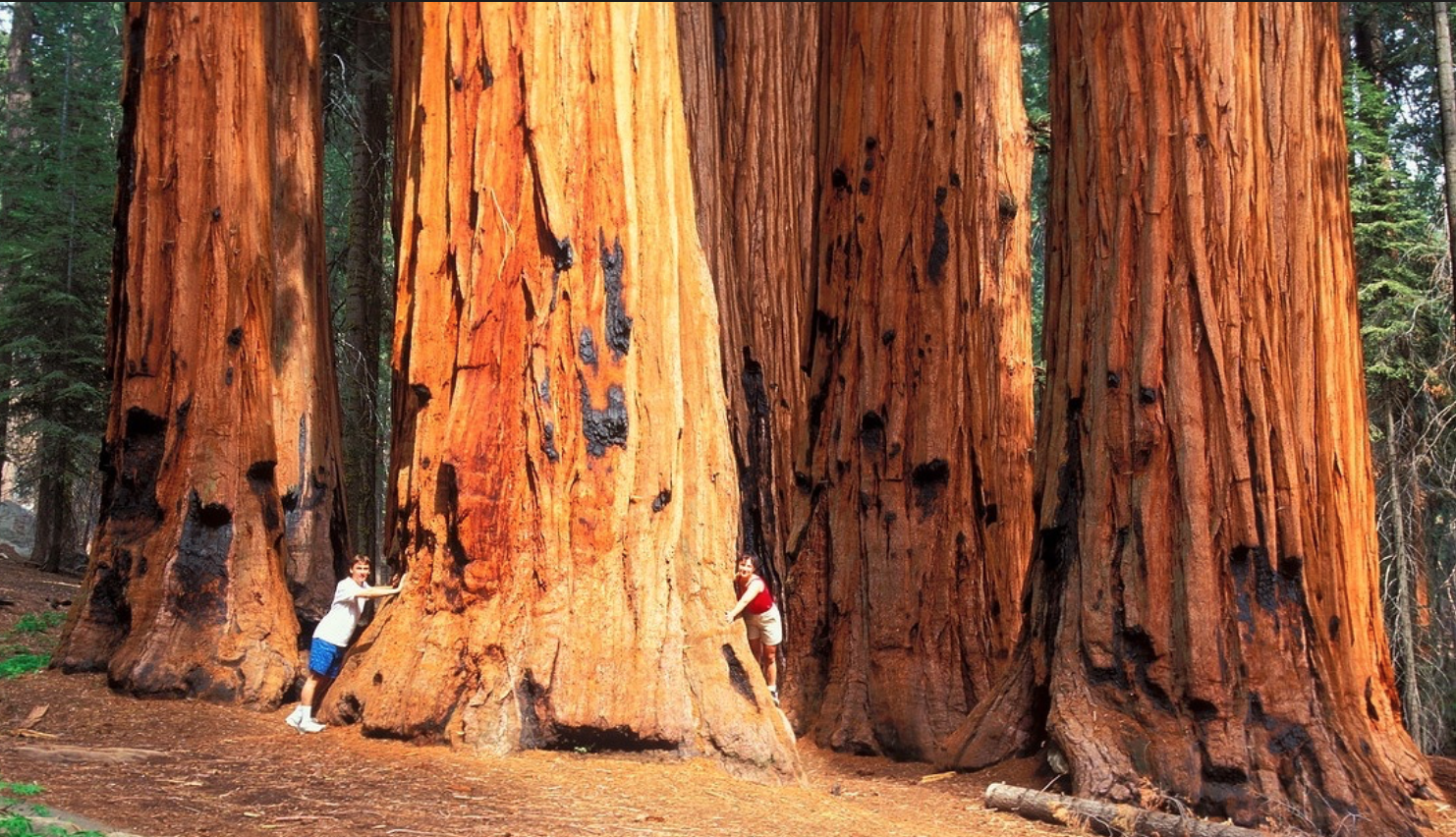 Самое высокое дерево на земле природная зона. Секвойя дерево. Парк Секвойя Калифорния. Красное дерево Секвойя. Гигантская Секвойя дерево.