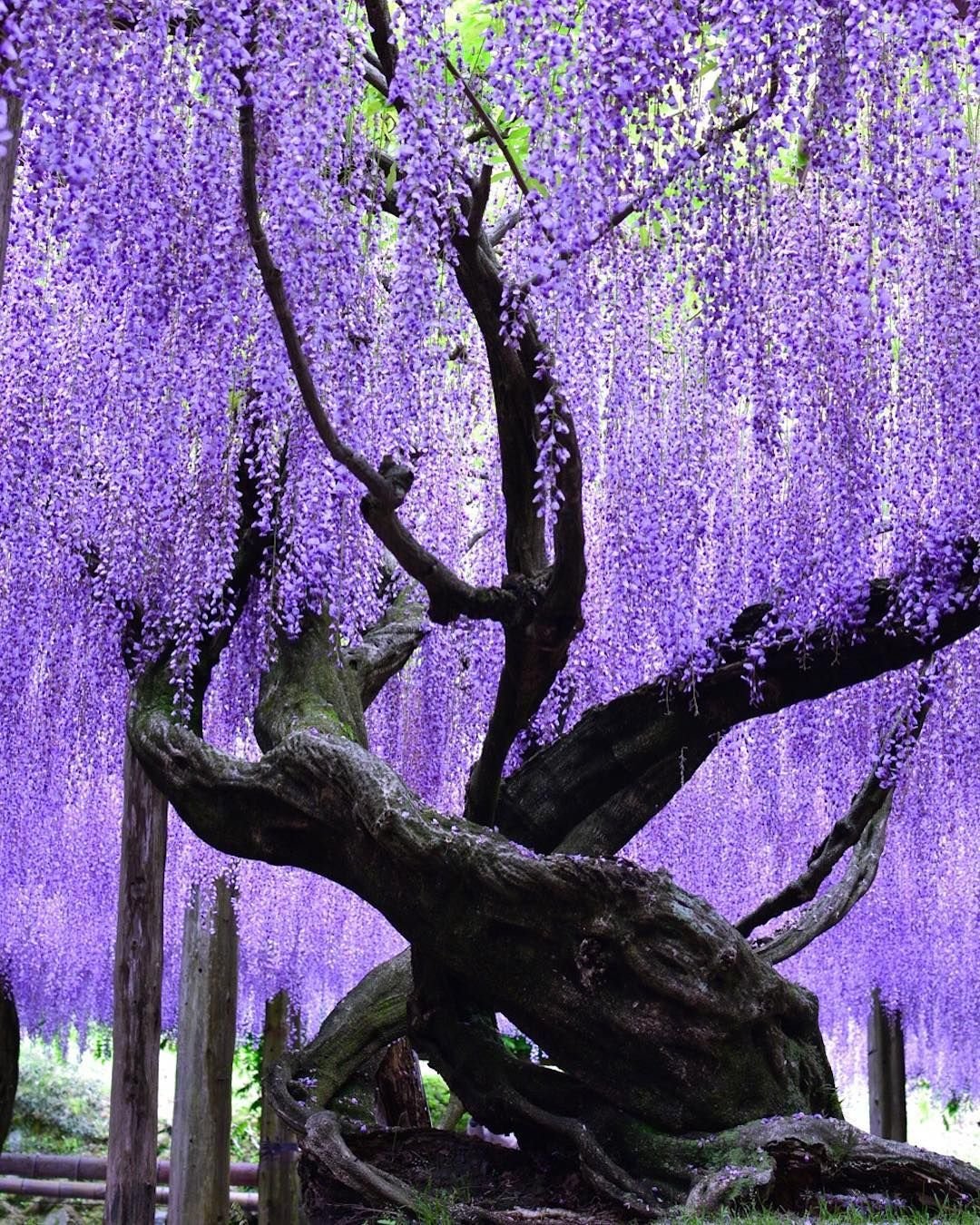 Дерево цветет сиреневыми цветами. Кавати Фудзи. Кавати Фудзи в Японии. Глициния Кавати Фудзи. Сад Кавати Фудзи Япония.