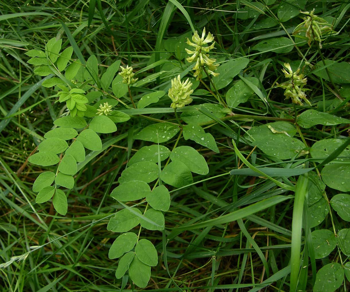 Трава похожа. Астрагал солодколистный. Астрагал солодколистный (Astragalus glycyphyllus). Астрагал сладколистный Astragálus glycyphýllos. Бобовый астрагал.