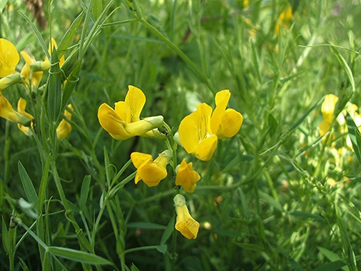 Чина 6. Чина Луговая (Lathyrus pratensis). Чина Луговая — Lathyrus pratensis l. Lathyrus pratensis чи́на Лугова́я. Чина Луговая (Lathyrus pratensis) фенофаза.