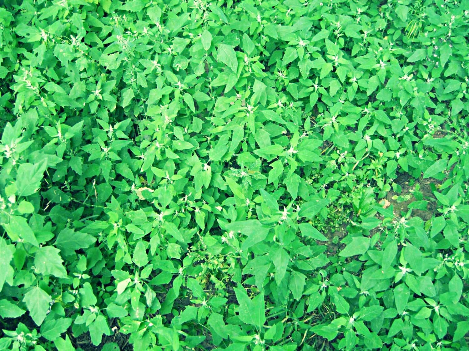 Зеленый сорняк
