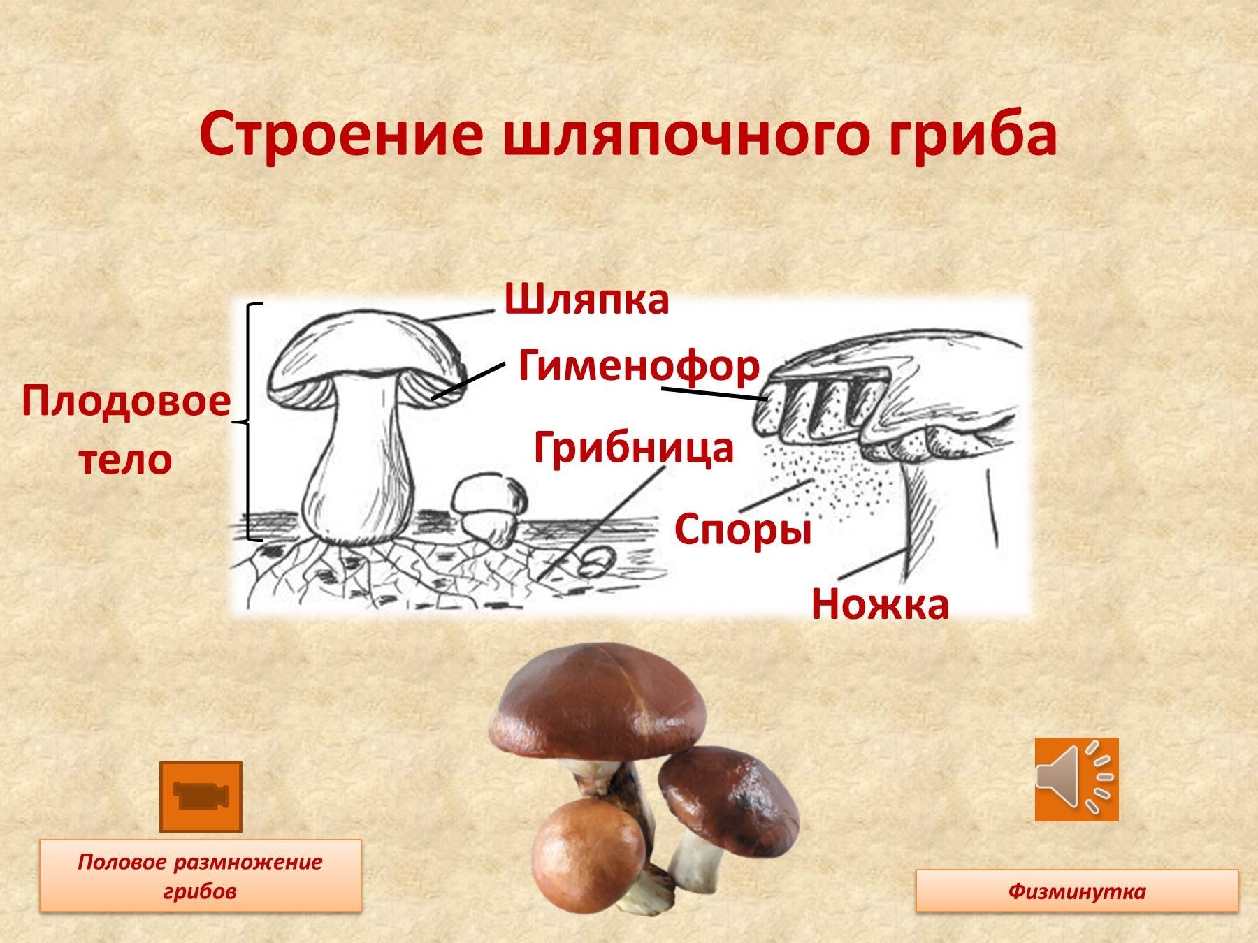Из чего состоит белый гриб. Грибы строение шляпочных грибов. Биология 6 класс Шляпочные грибы. Строение гриба мицелий споры. Строение шляпочного гриба 5.