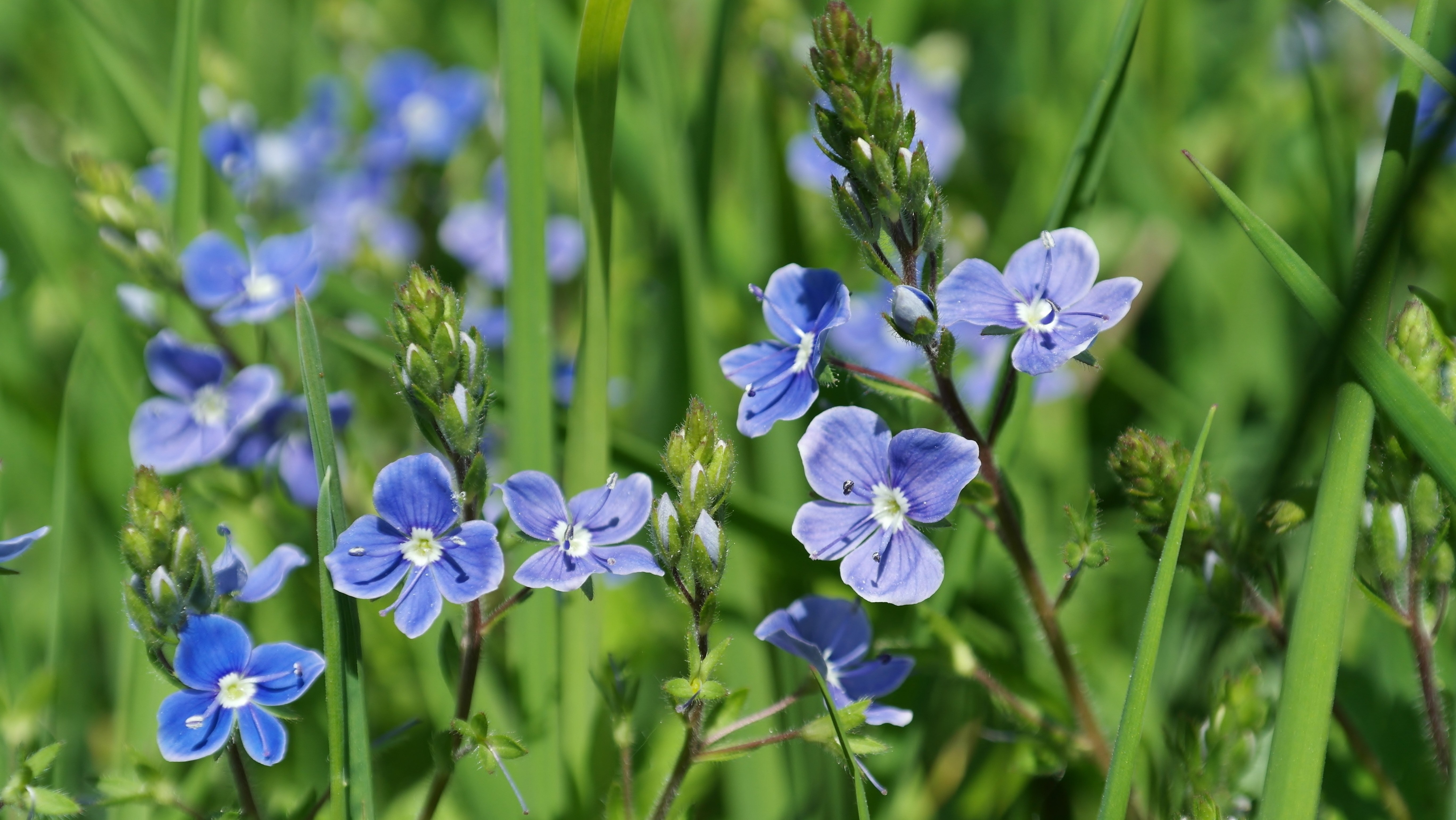 Синий цветок на лугу. Многолистник Луговой. Цветы голубенькие луговые. Полева трава с синими цветочками. Незабудка Полевая сорняк.