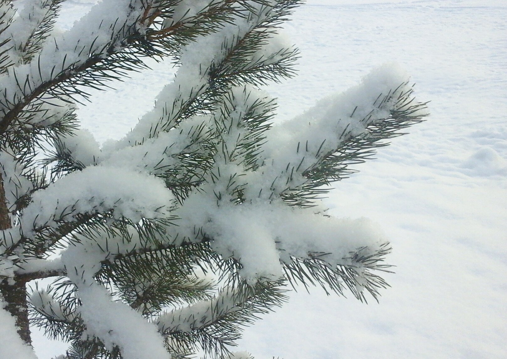 Пушистые хвойные. Зимняя ветка. Лапы ели в снегу. Еловые ветки в снегу. Еловые лапы в снегу.