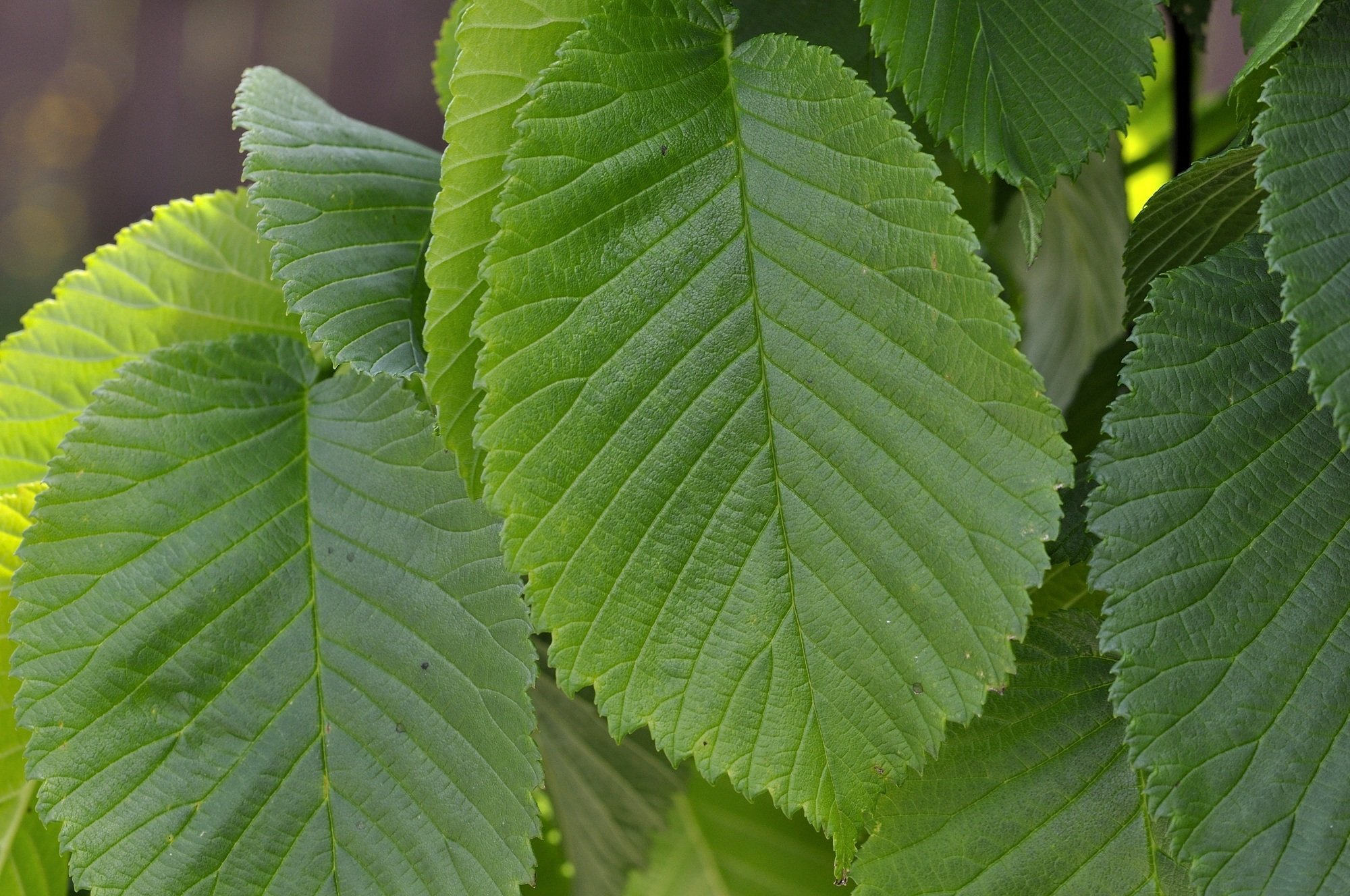 Родное вязу дерево. Вяз гладкий (Ulmus laevis). Вяз Ильм карагач. Вяз листоватый листья. Вяз малый (Ulmus Minor).