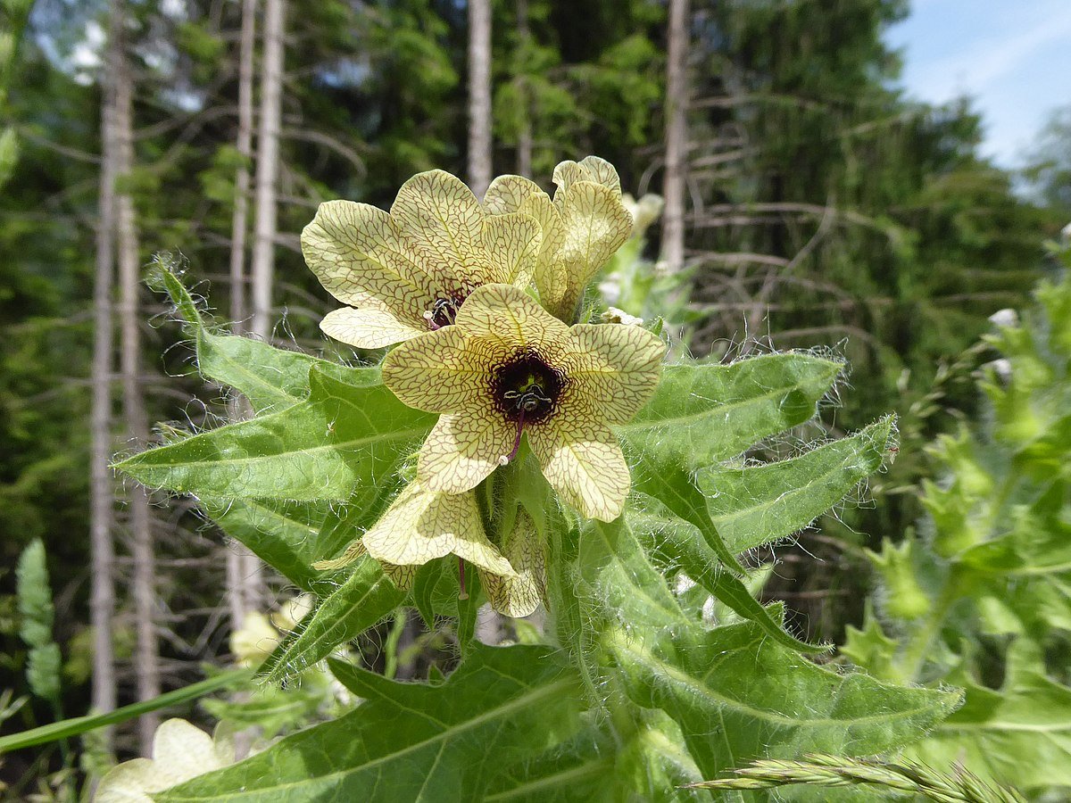 Фото белены ядовитой. Белена. Белены Испания. Hyoscyamus solanacea.