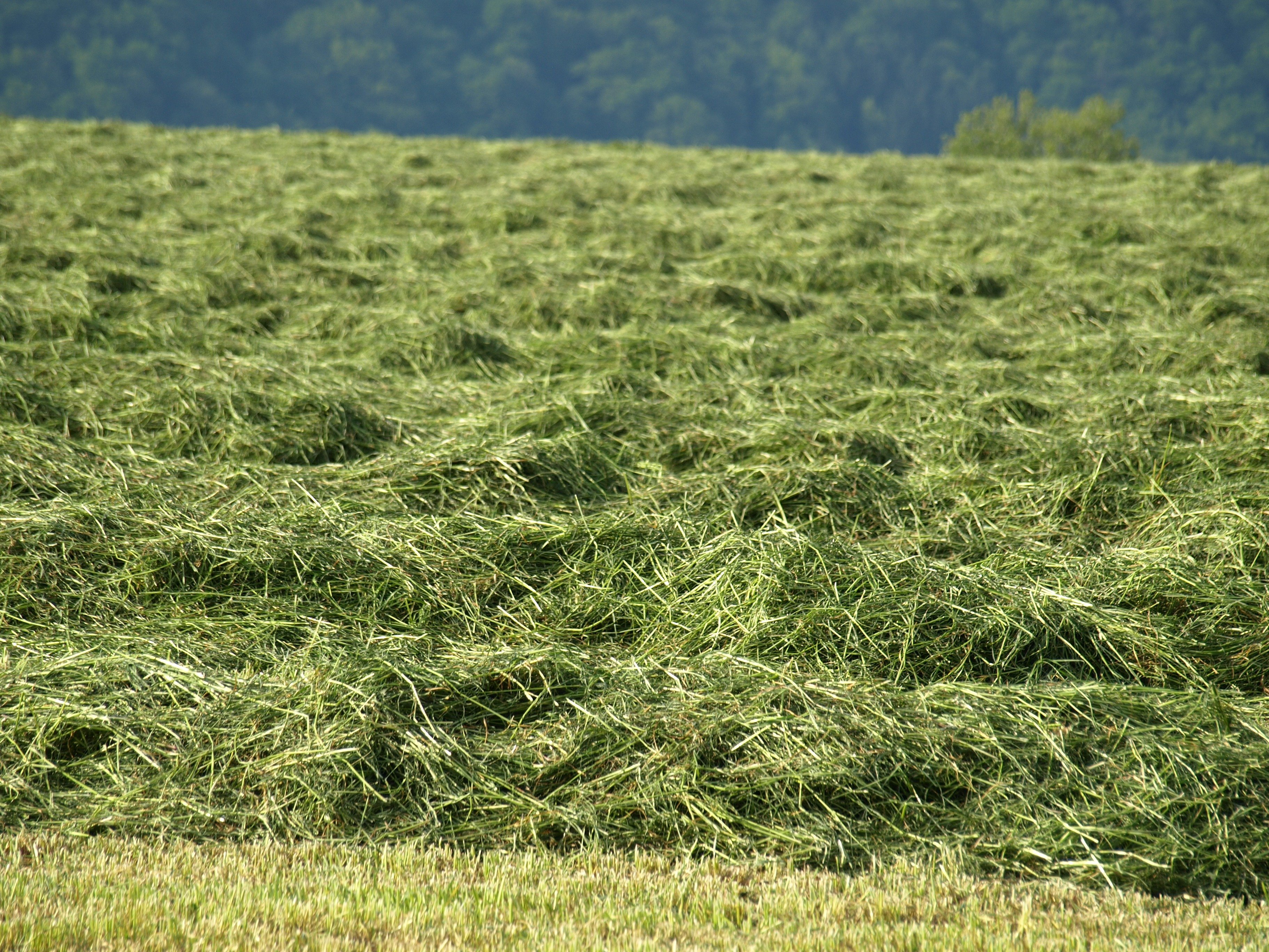 Пахло свежим сеном. Сенокос свежескошенная трава. Кострец для сенокоса. Скошенная трава. Поле скошенной травы.