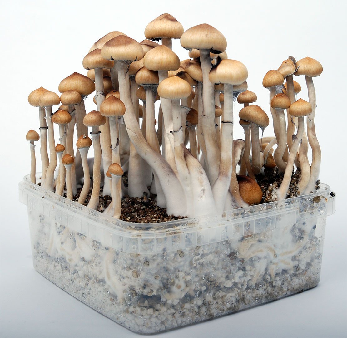 Энокитаке грибы
