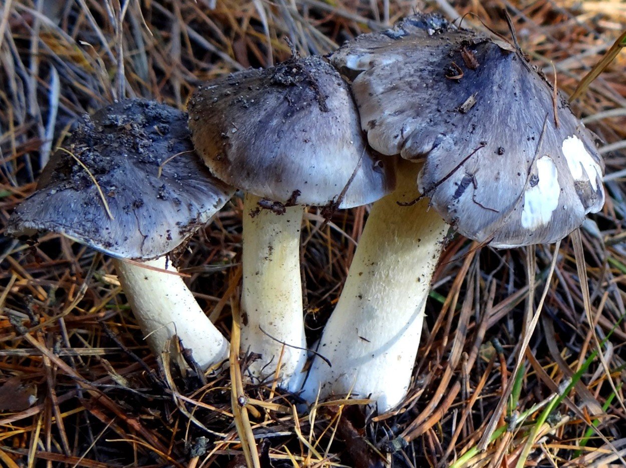 Рядовковые семейства грибов