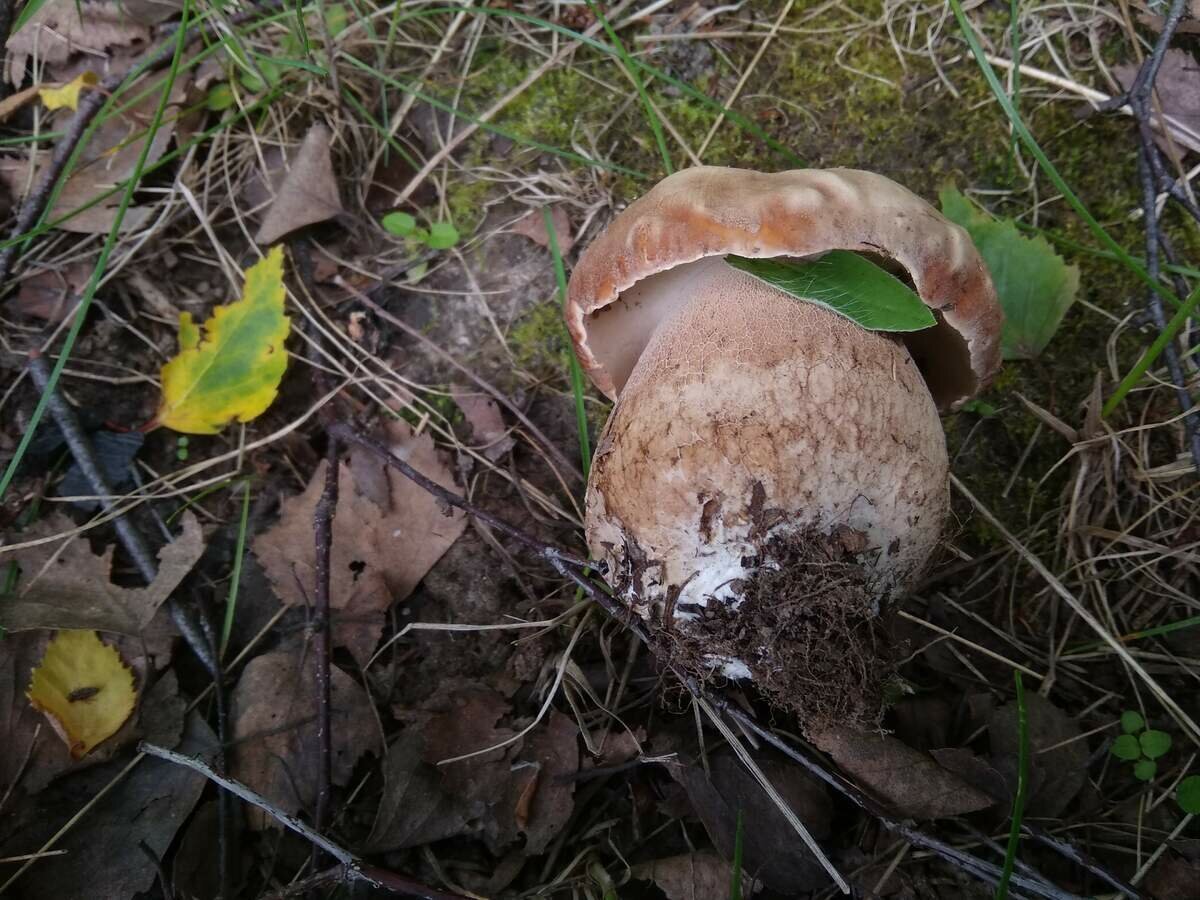 Какие грибы сейчас пошли