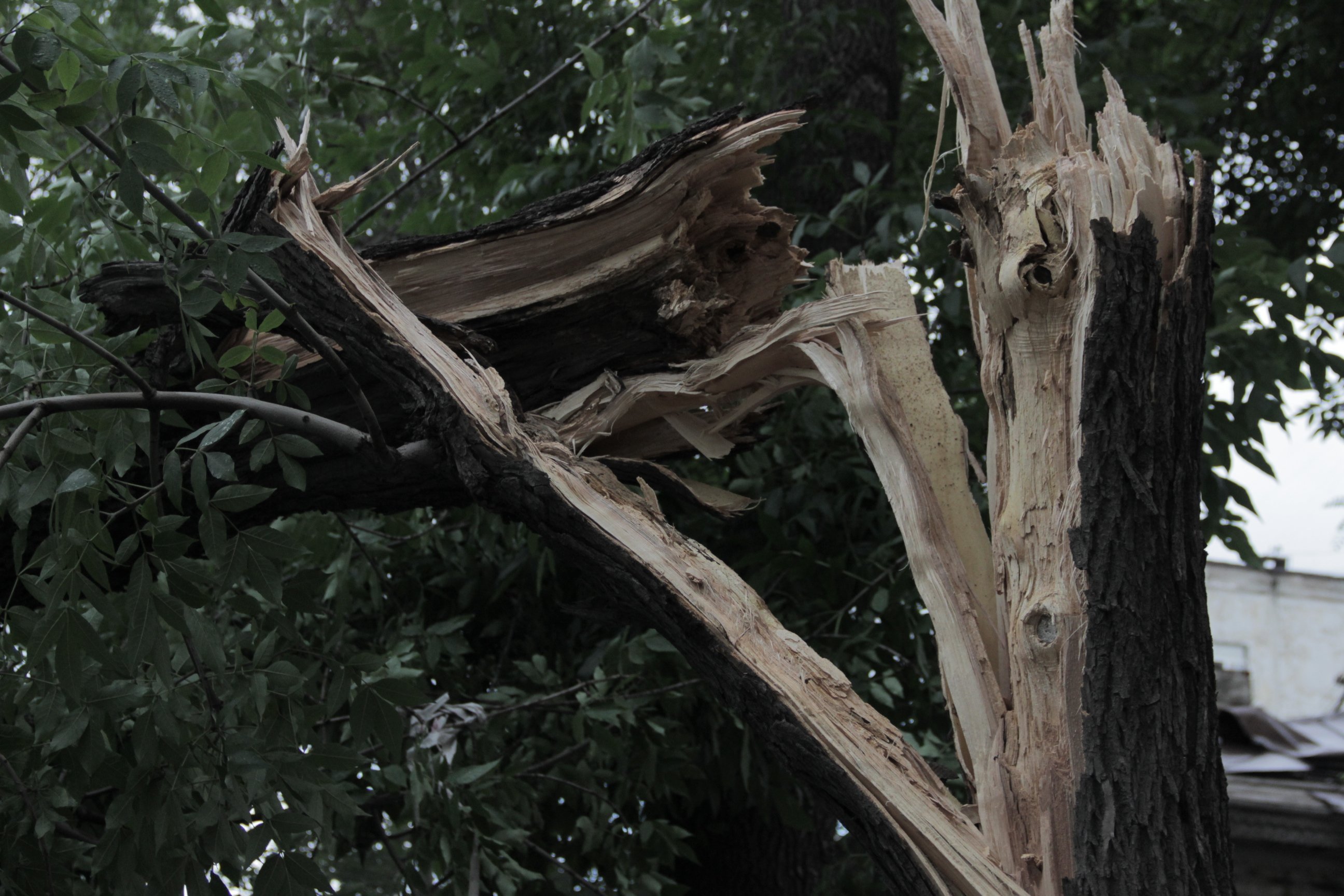 Можно сломать дерево. Дерево сломалось. Дерево рухнуло. Дерево сломанное ветром.
