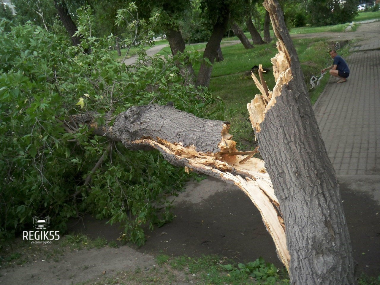 Можно сломать дерево. Сломанное дерево. Сломанное дерево от ветра. Поваленное дерево. Поваленные деревья в городе.