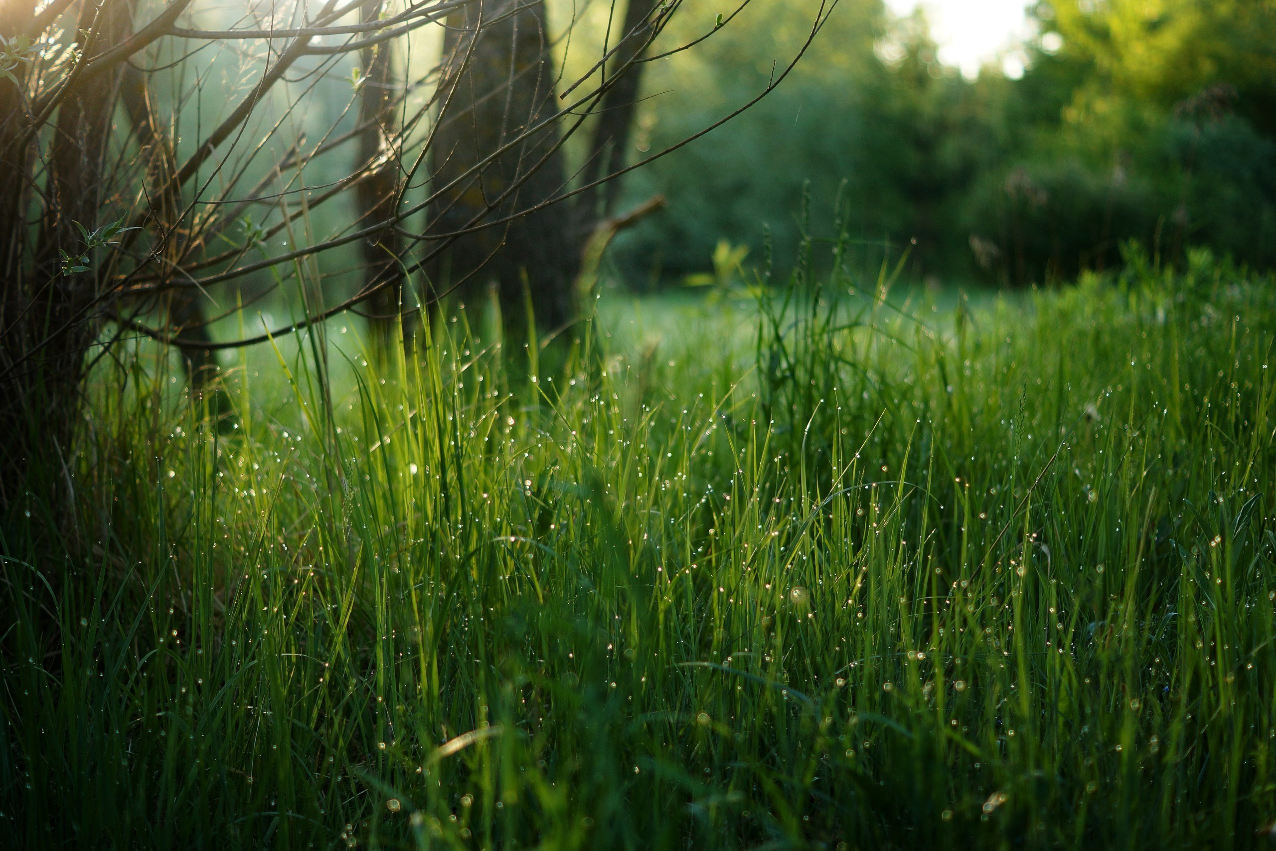 Утренняя роса на траве. Природа зелень. Красивая трава. Густая трава. Мокрая трава.