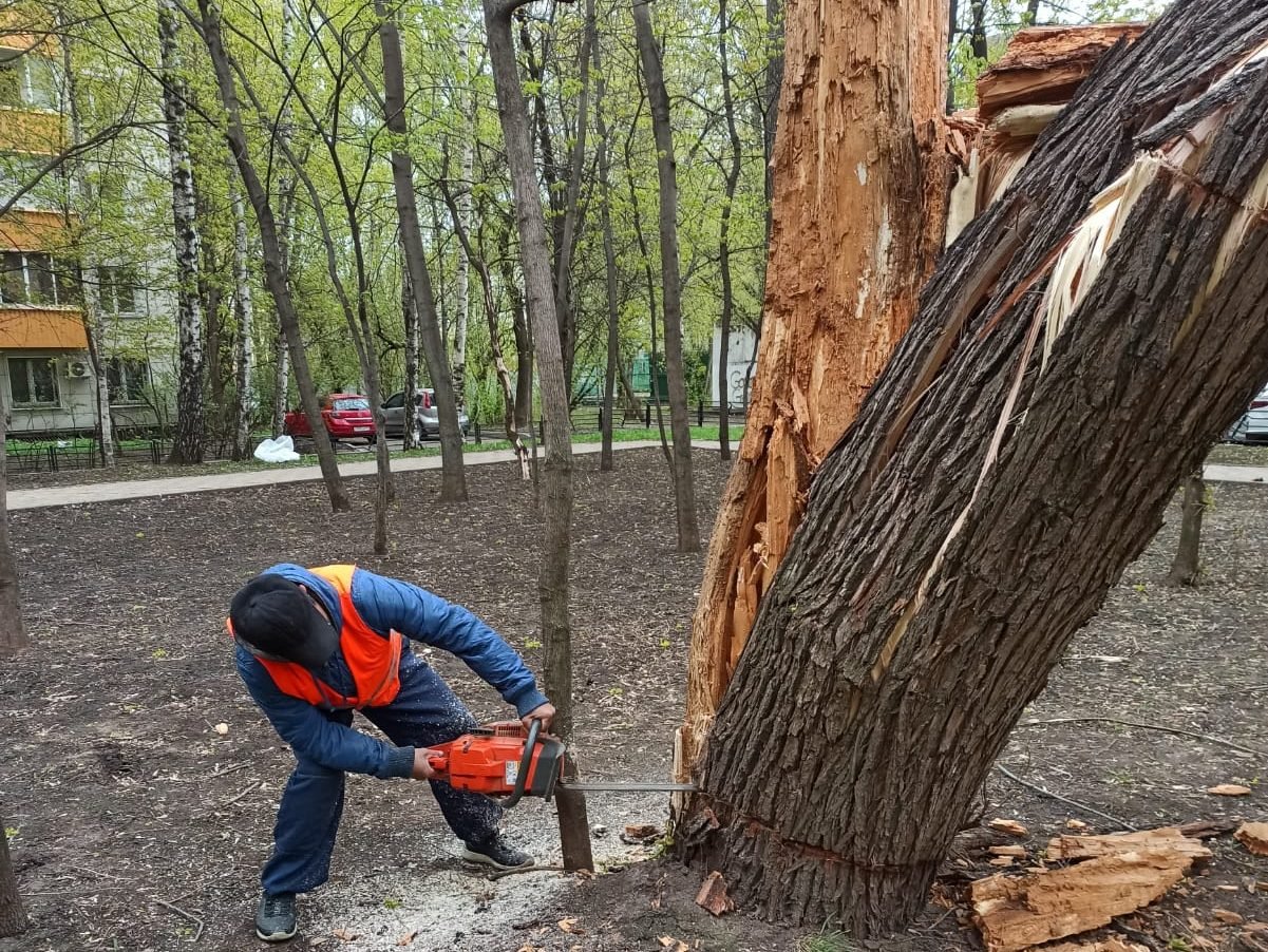 Упала дерева во дворе. Дерево упало на дом. Сломанное дерево. Дерево сломанное ветром. Сломанное дерево в городе.