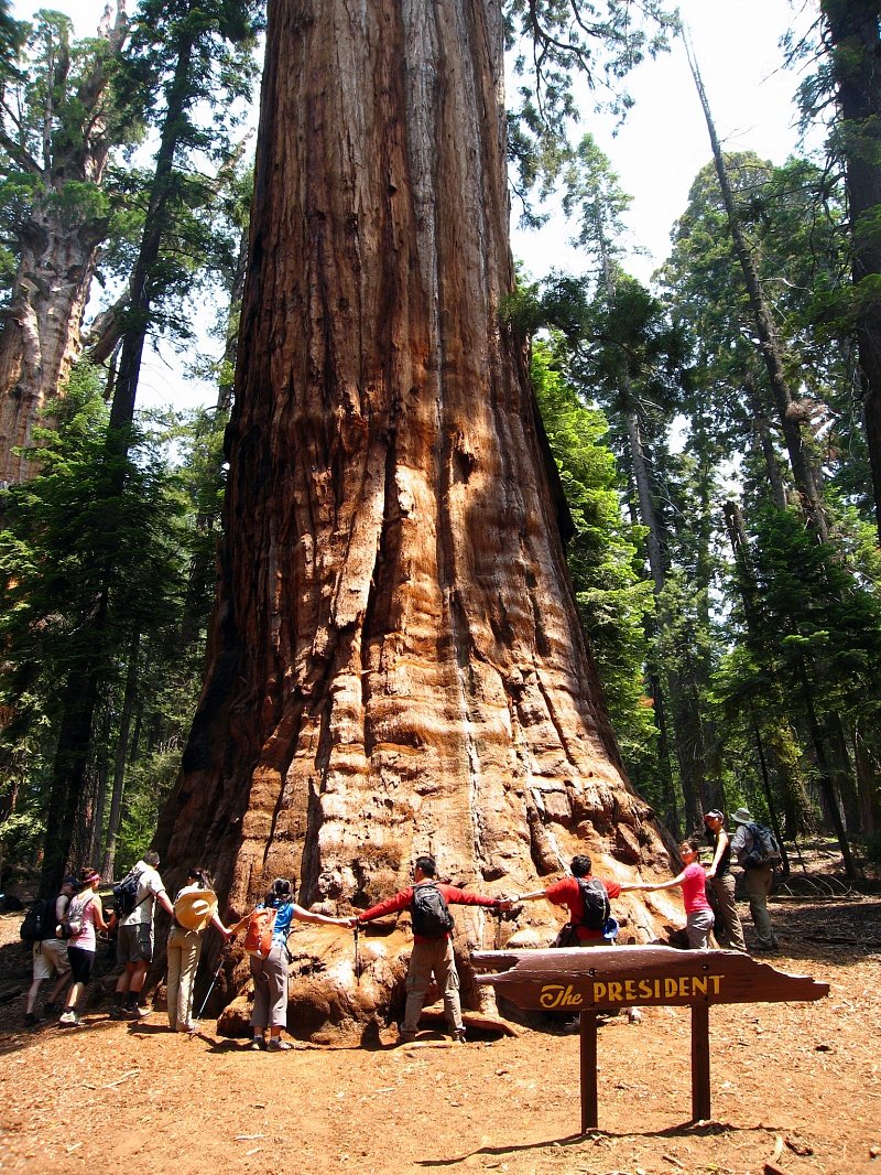 Самые большие дерево фото. Калифорнийская Секвойя Гиперион. Секвойядендрон генерал Шерман. Секвойя дерево. Гигантская Секвойя дерево.