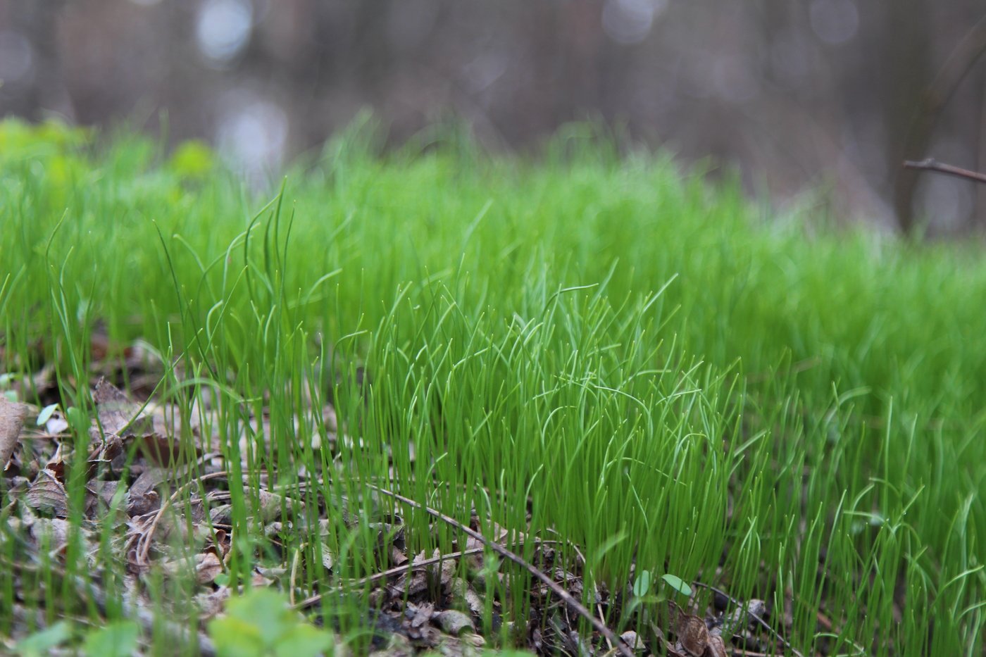 В поле давно уже зеленела посеянная. Весенняя трава. Трава весной. Весенняя зеленая травка.