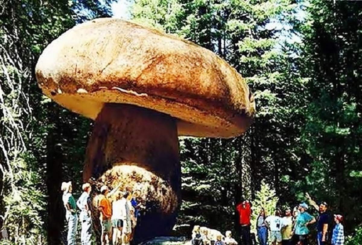 Самые крупные живые организмы. Самый большой гриб в штате Орегон. Гриб в Малеурском национальном лесу штат Орегон. Король гриб в Малеурском национальном лесу, штат Орегон, США.. Король грибов штат Орегон.
