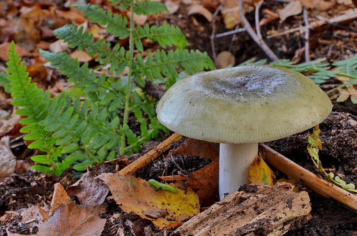 Зеленый гриб съедобный