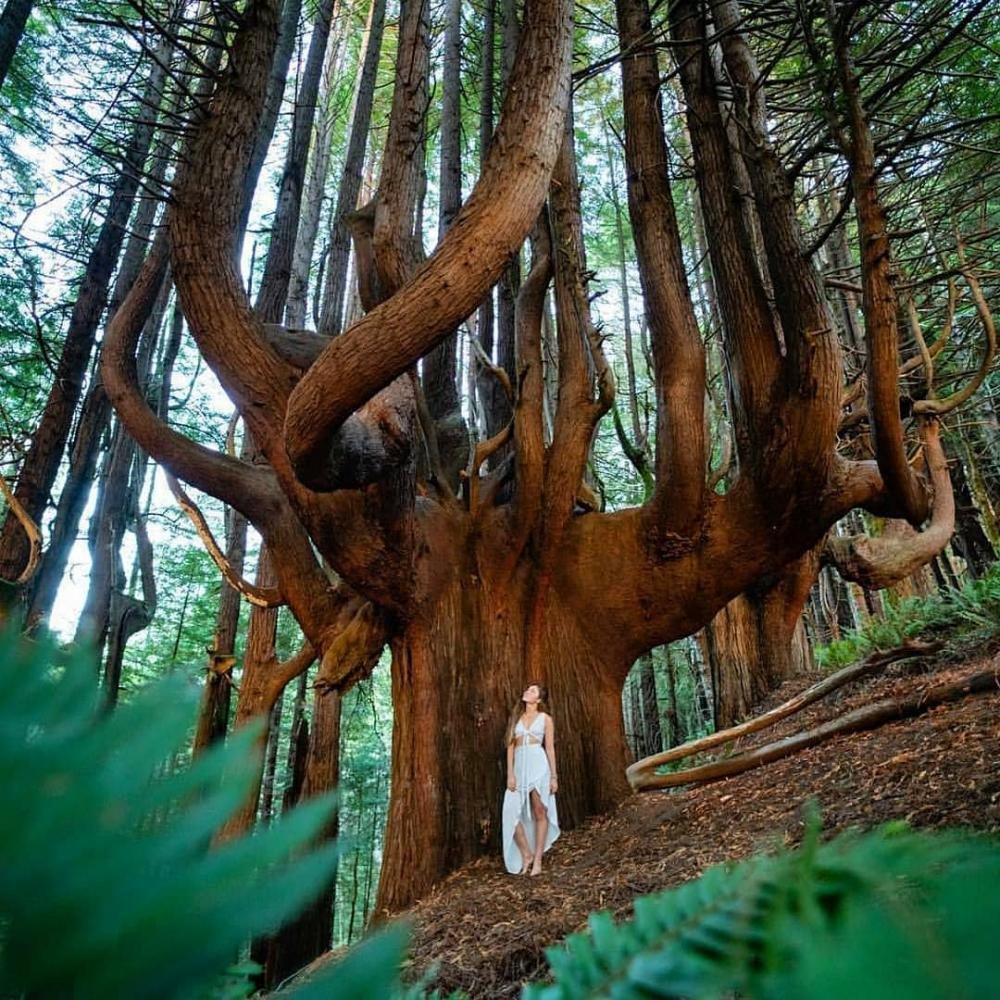 Лес где дерево на дереве стоит. Редвуд дерево. Sequoia National Park дерево арка. Coast Redwood дерево. Парк Редвуд Калифорния.