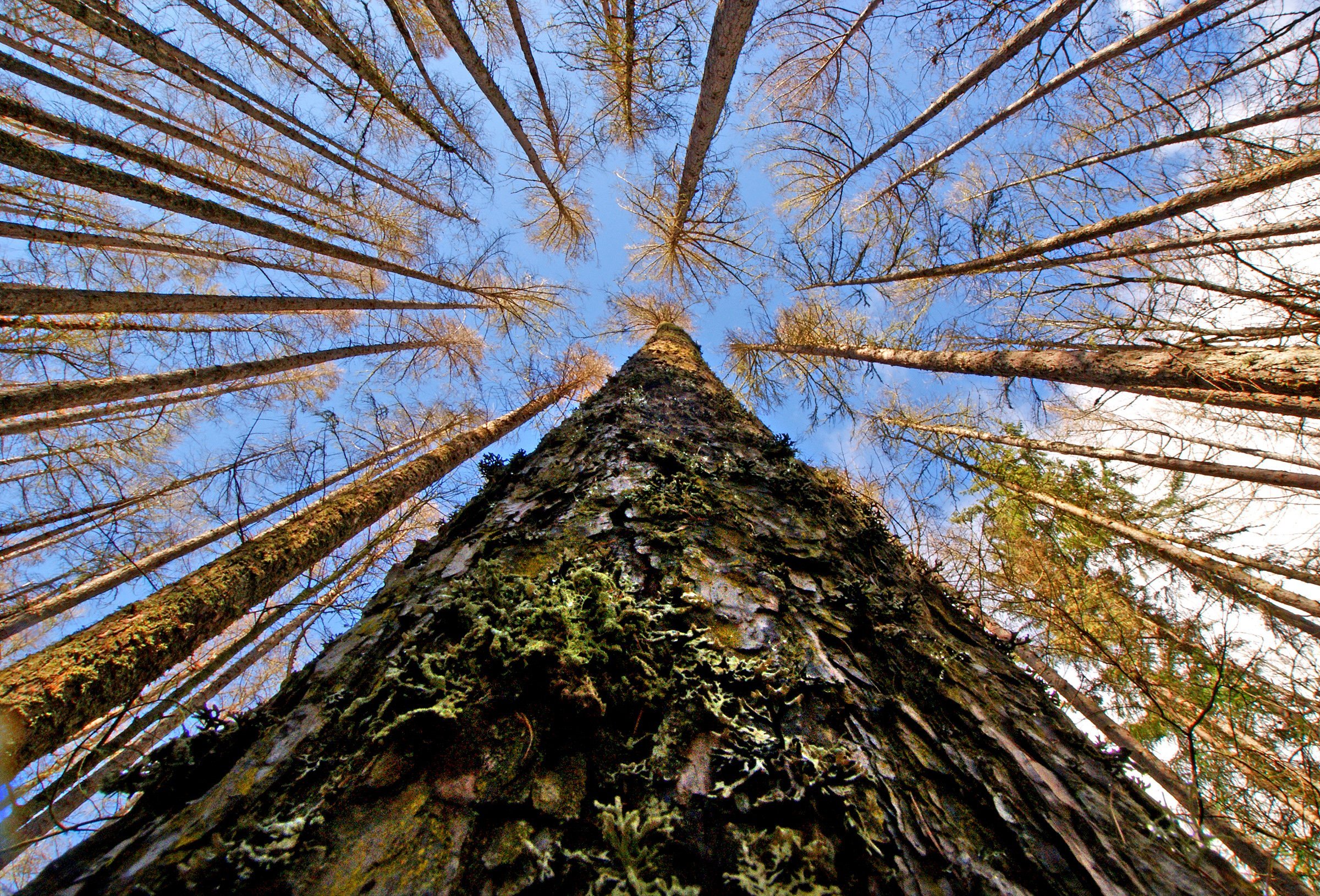 Природные формы дерева. Тысячелетняя лиственница. Лиственница Комарова. Лиственница Сибирская лес.