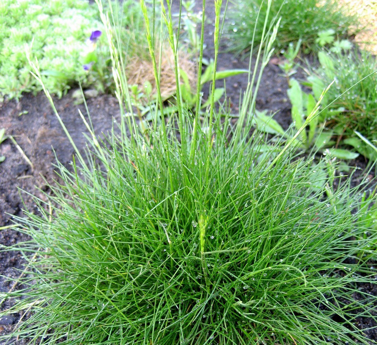 Ковыль типчак мятлик. Овсяница валисская Silbersee. Овсяница Готье (Festuca Gautieri). Овсяница метельчатая Готье. Овсяница Готье (Гаутери).