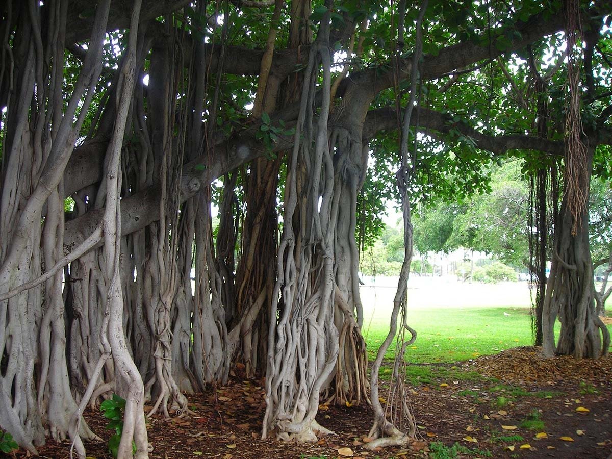 Banyan tree. Фикус Баньян. Фикус бенгальский Баньян. Великий Баньян дерево. Баньян национальное дерево Индии.