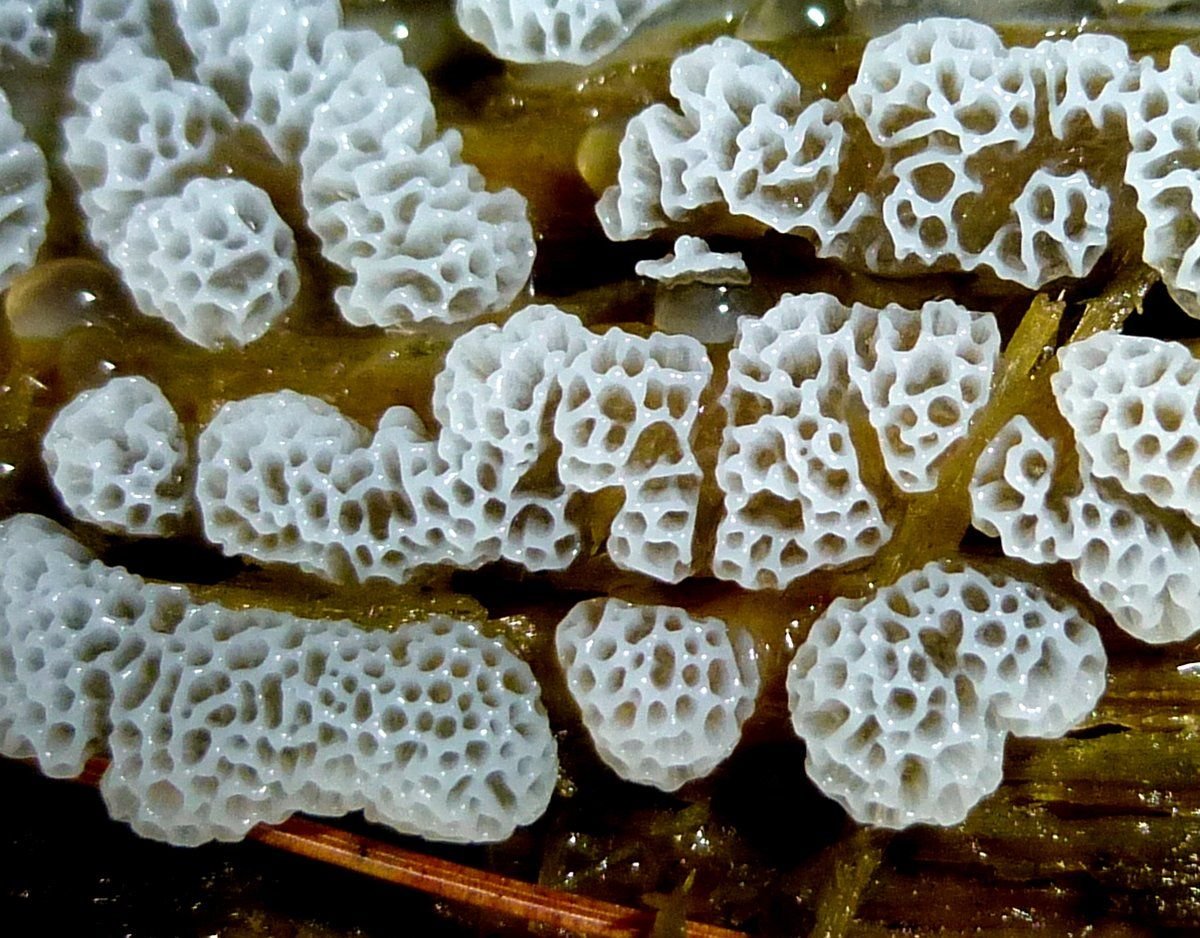 Миксомицеты – ползающие грибы
