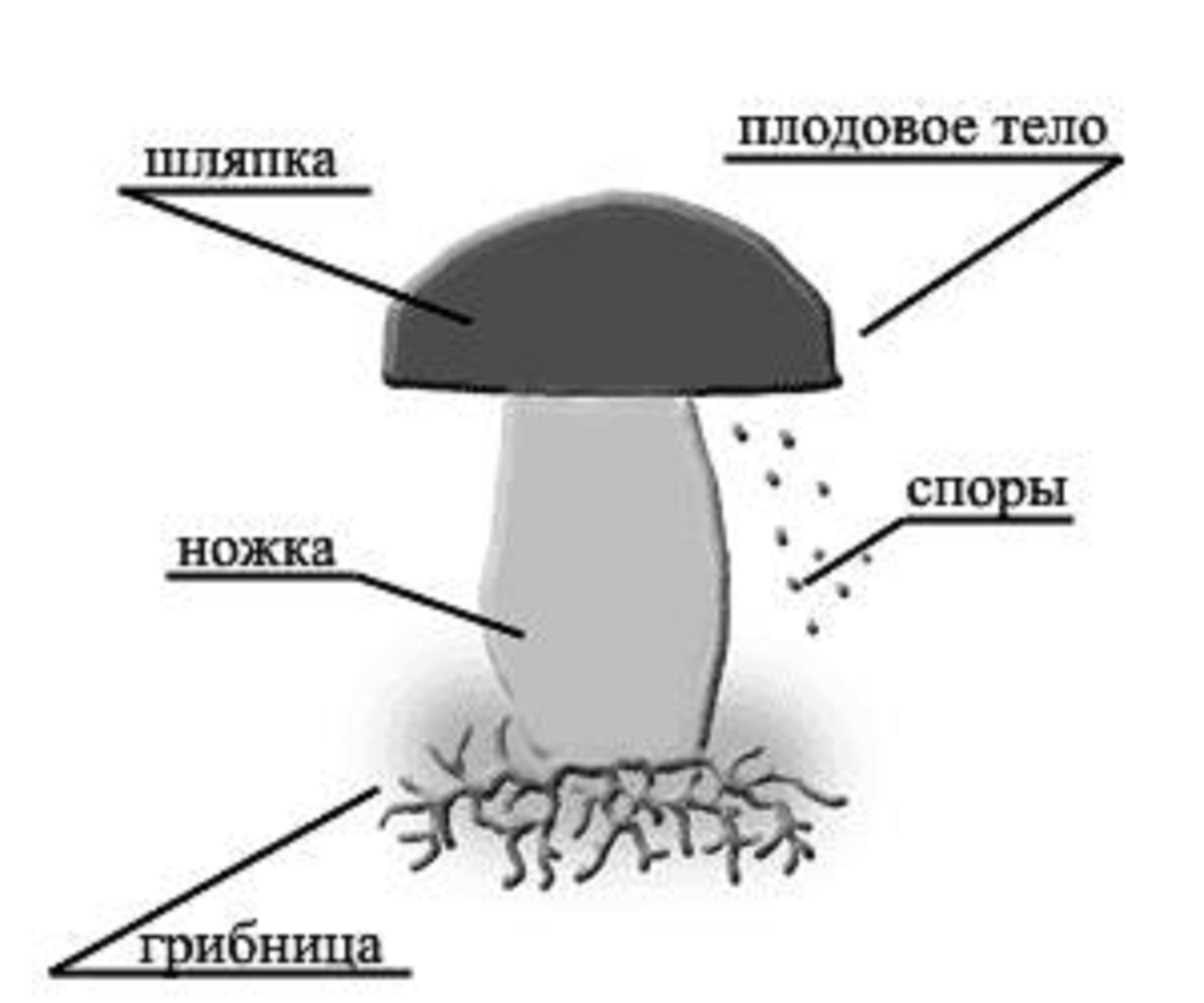Из чего состоит белый гриб. Строение шляпочного гриба. Нарисовать строение шляпочного гриба. Строение шляпочного гриба рисунок. Схема строения шляпочного гриба рисунок схема.