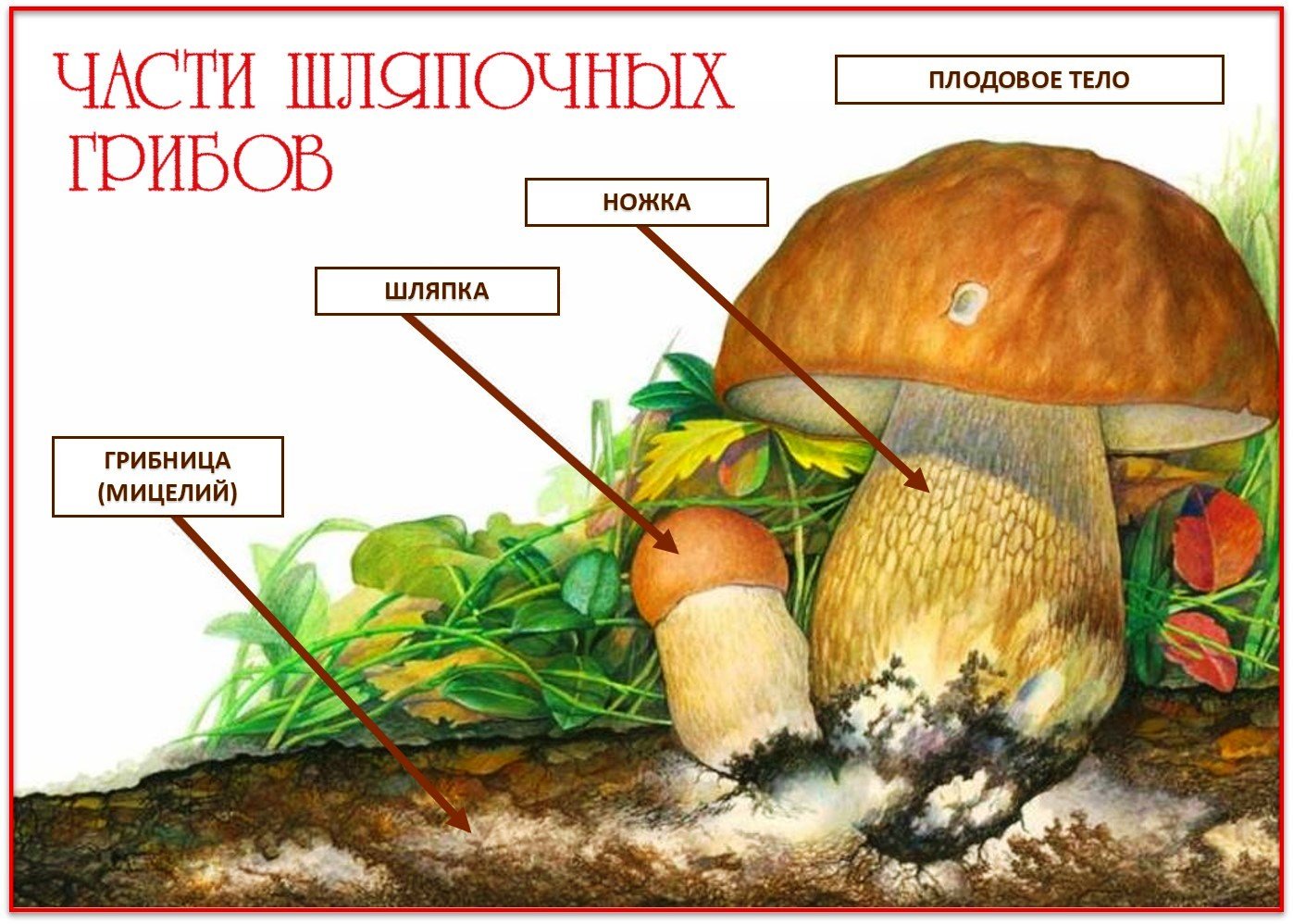 Из чего состоит белый гриб. Грибы для детей плодовое тело грибница. Шляпочный гриб рисунок. Гриб и его строение. Структура гриба.
