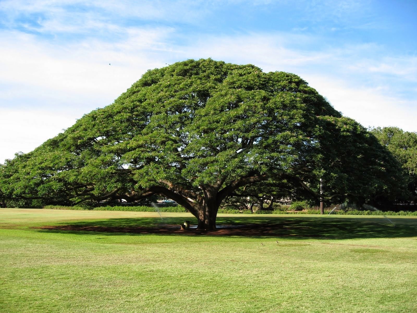 Big tree. Картас Южный дерево. Эбеновое дерево Коста Рика. Саманея саман дождевое дерево. Дерево камерунский Эбен.