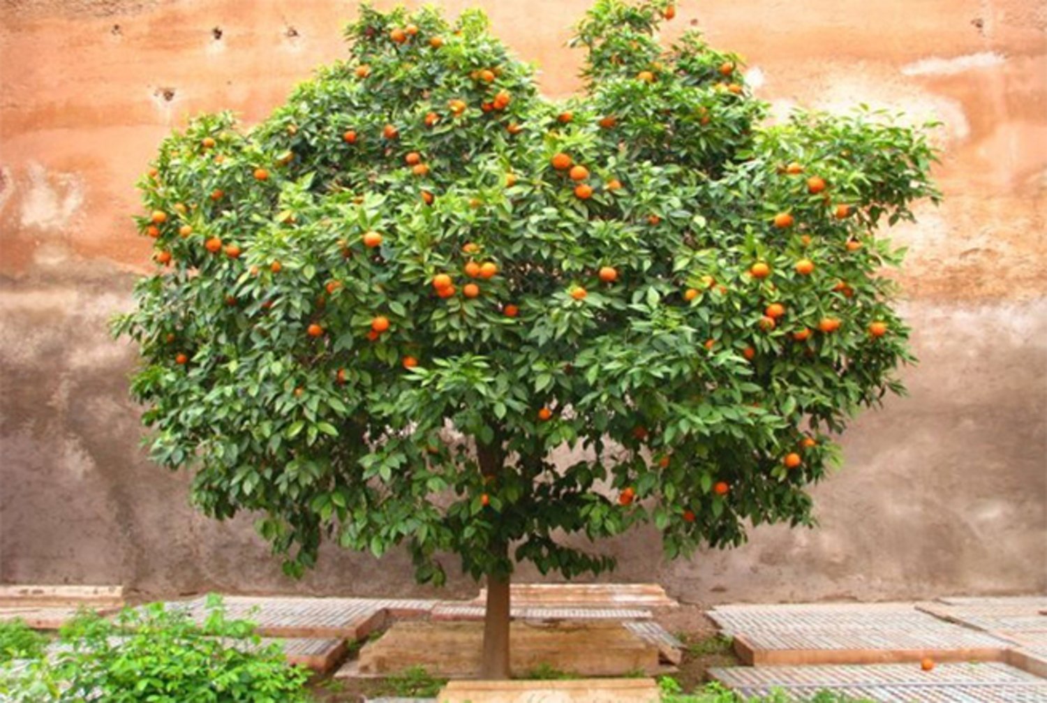 Growing orange. Померанец растение. Померанцевое дерево. Померанц дерево. Цветы померанцевого дерева.