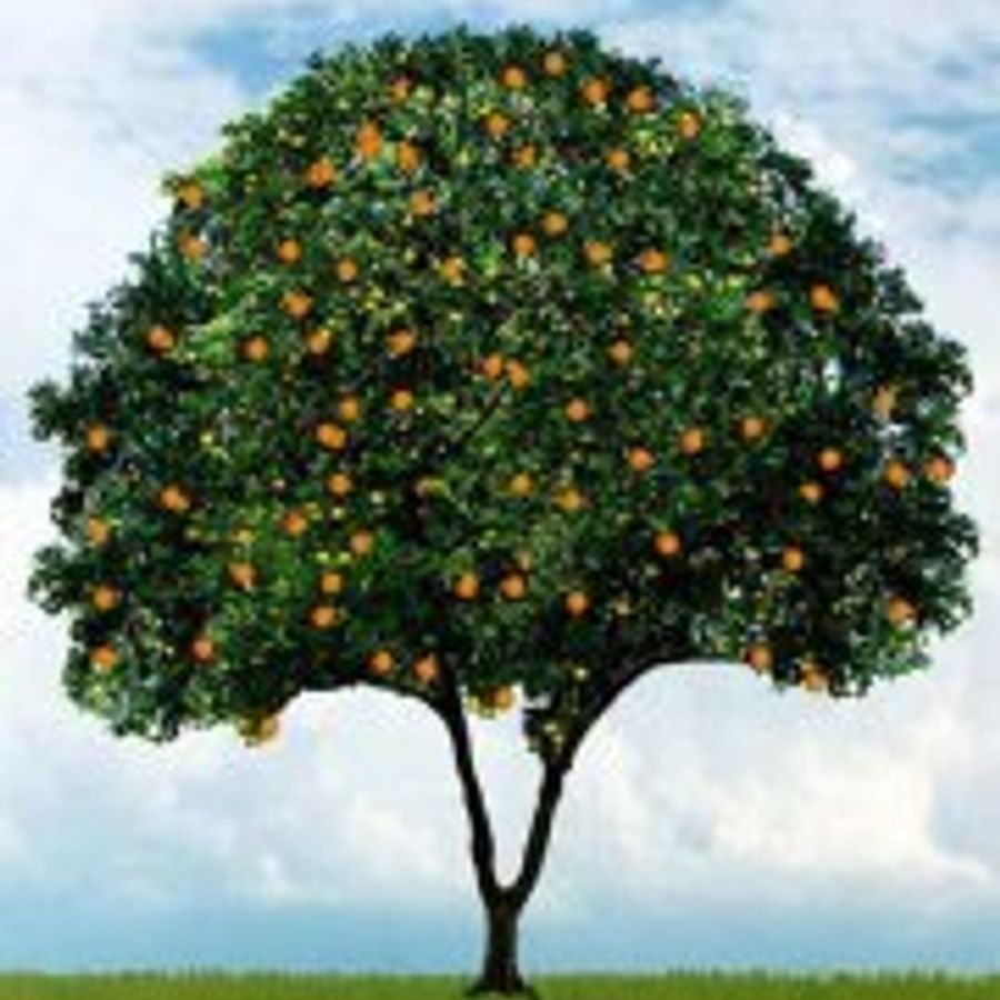 На дереве висят мандарины. Померанец дерево. Осейский апельсин дерево. Каламандиновое дерево. Карликовое мандариновое дерево.