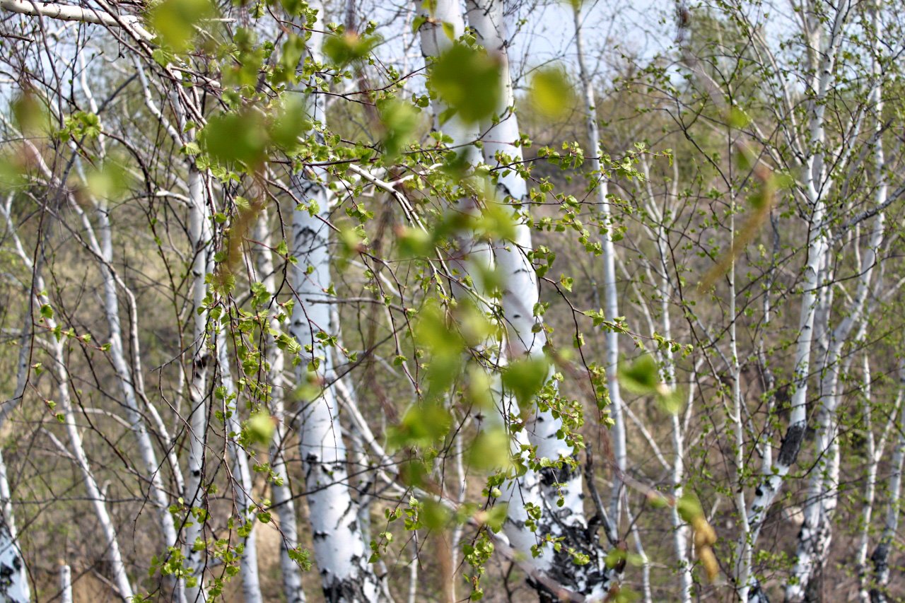 Зеленеет березка. Реликтовая береза Медведева (Betula medwedewii). Береза березовый Березняк. Березовая роща березы с сережками. Береза весной.