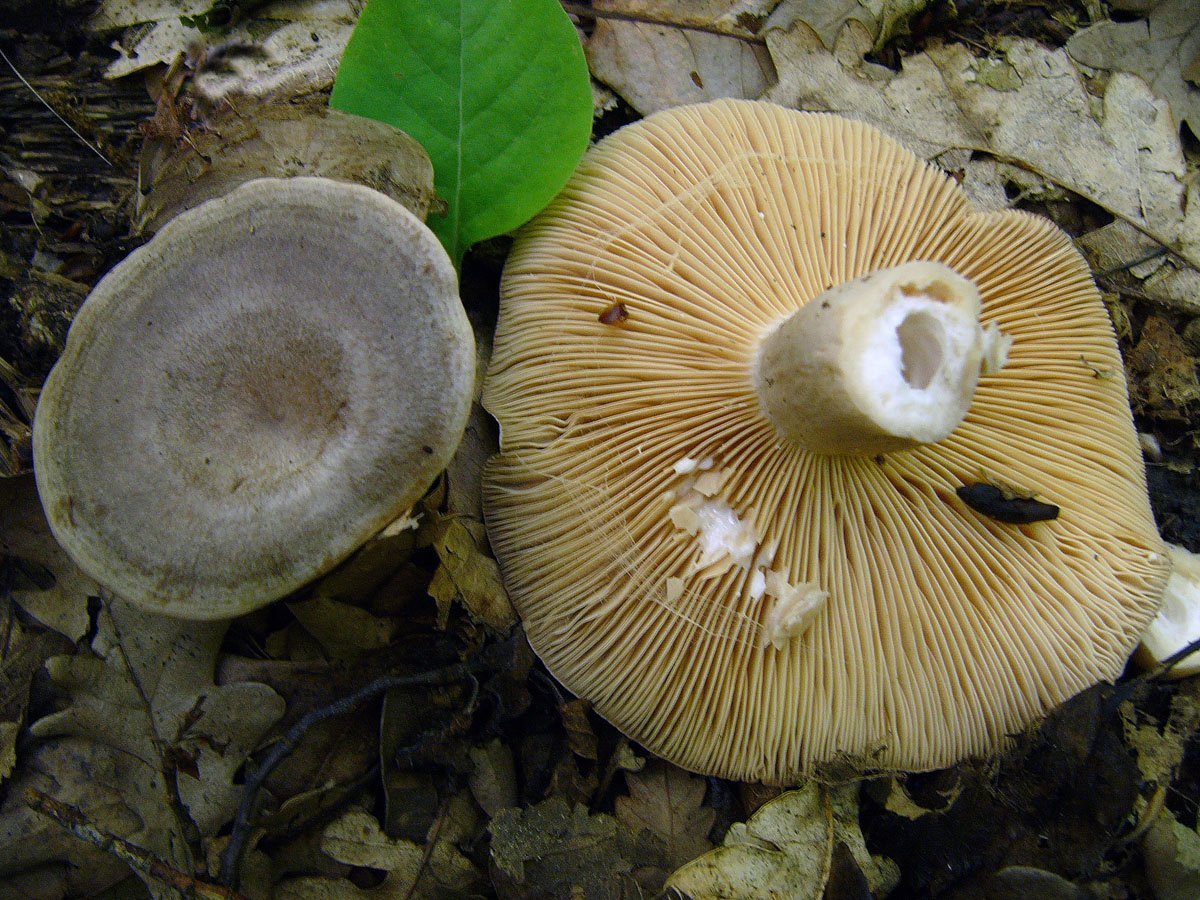 Большие пластинчатые грибы. Млечник Грабовый. Белый млечник пластинчатый гриб. Млечник Грабовый гриб. Lactarius circellatus.